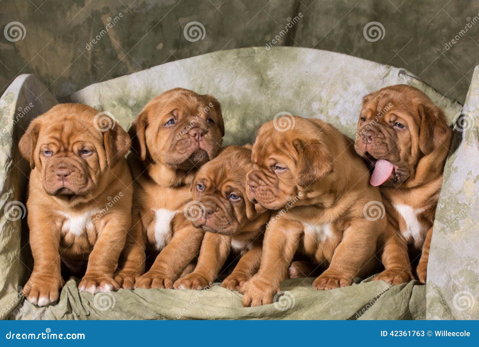 litter of puppies