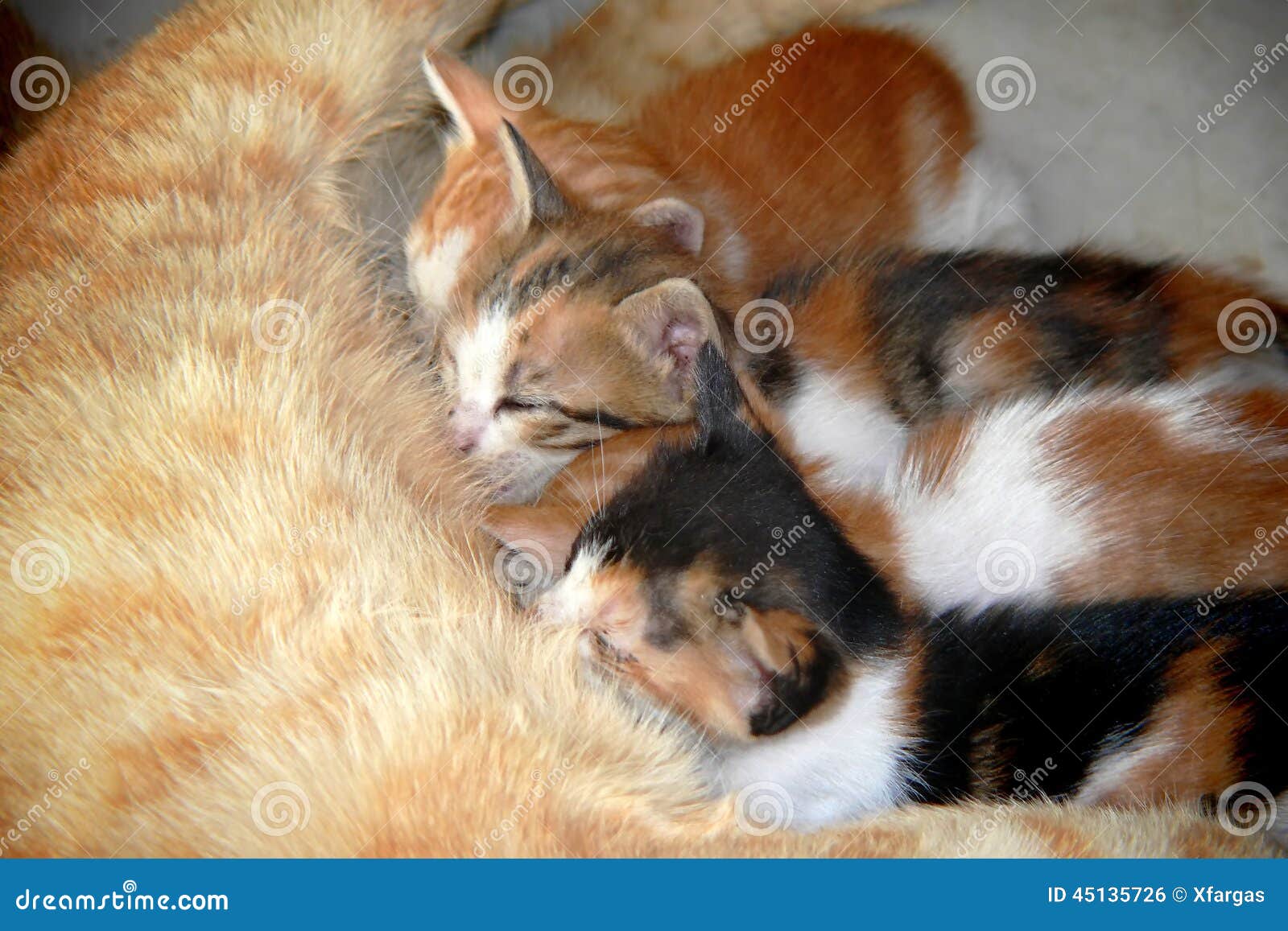 Litter of Three Cats Sucking Stock Photo Image of domestic, small