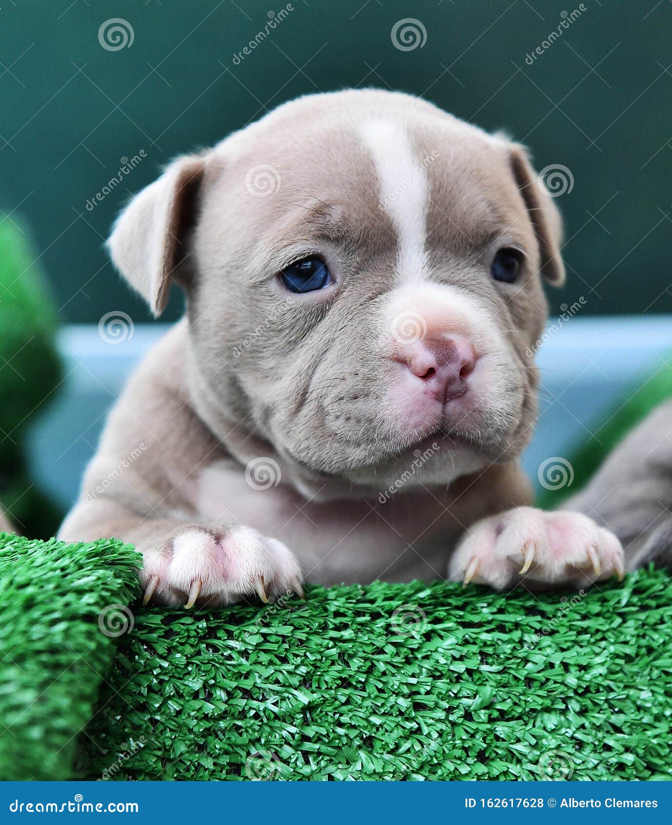 american bully small
