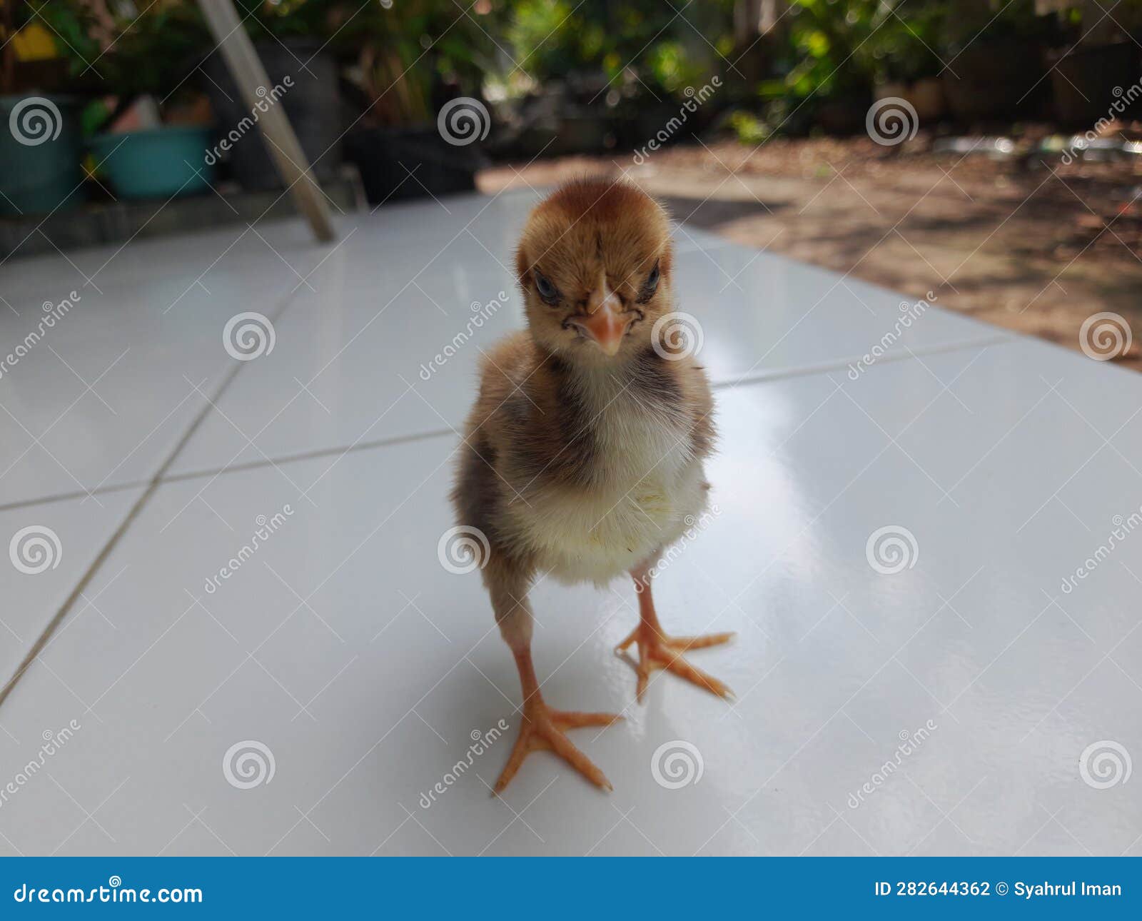 Little Baby Chick on Pose stock photo. Image of baby - 282644362
