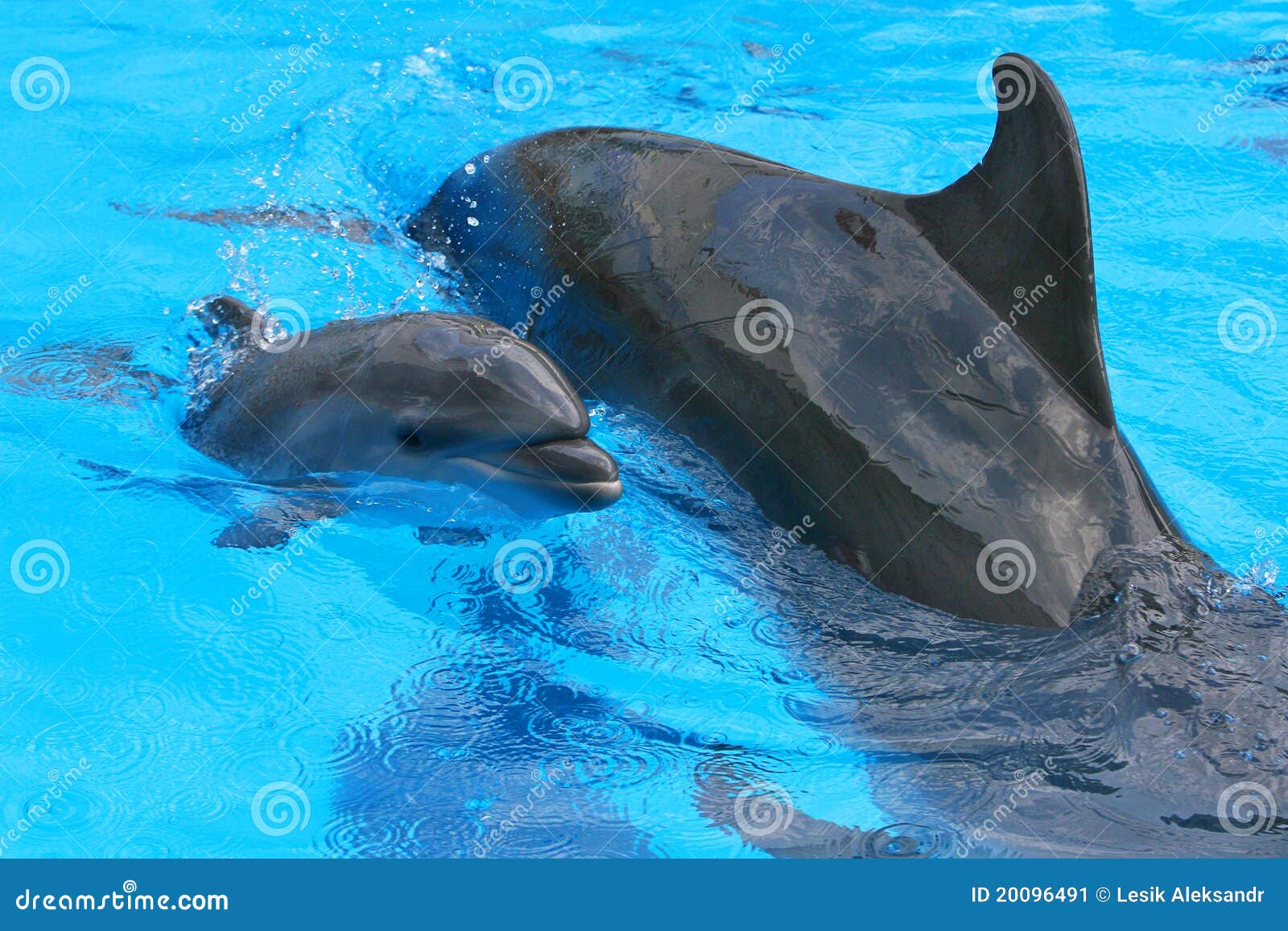 Little Baby Dolphin with Her Mother Stock Image Image of small, love