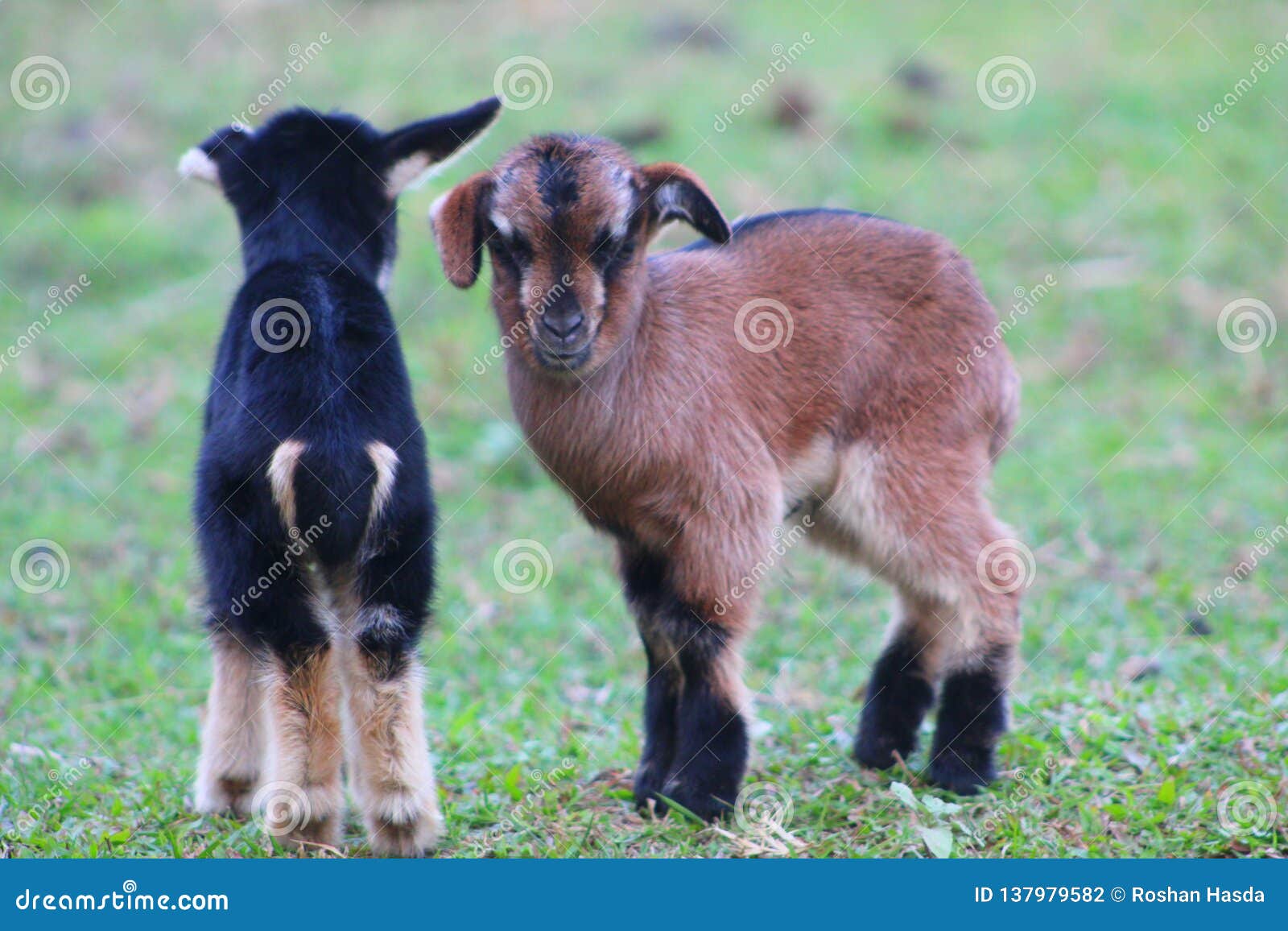 Little baby goat look cute stock photo. Image of cute 137979582
