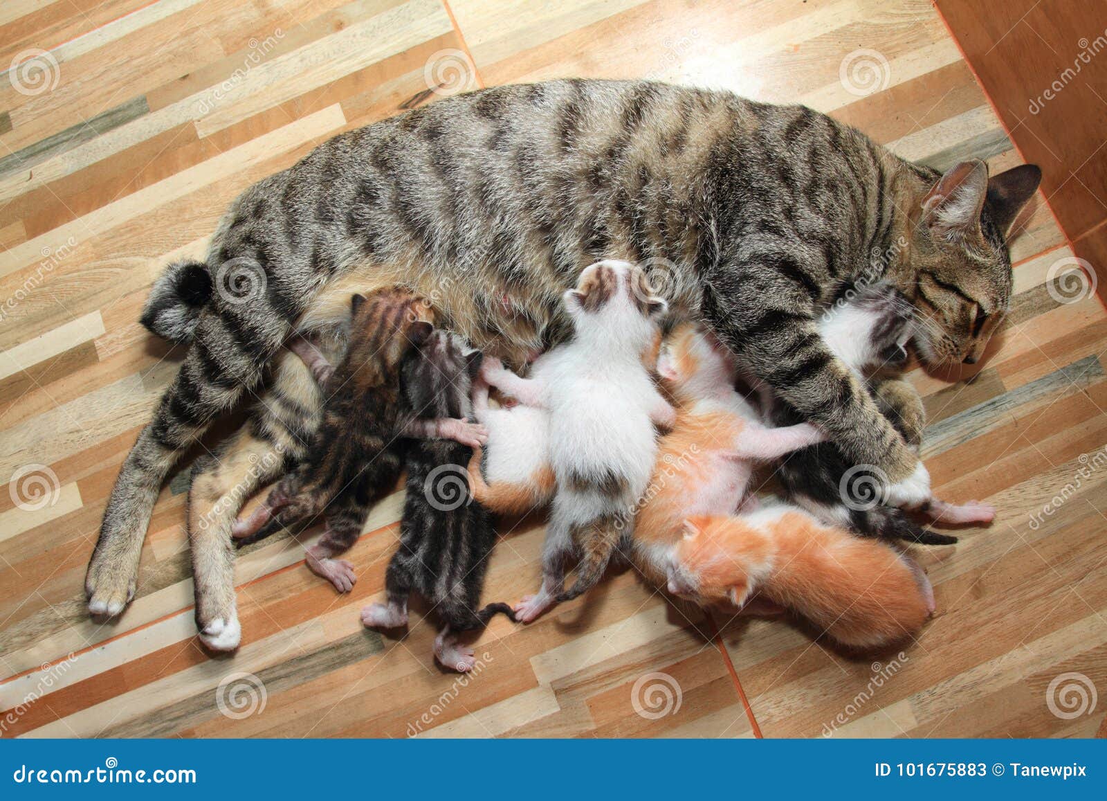 Little Baby Kitten Breastfeed Mom Cat Wood Background. Stock Image