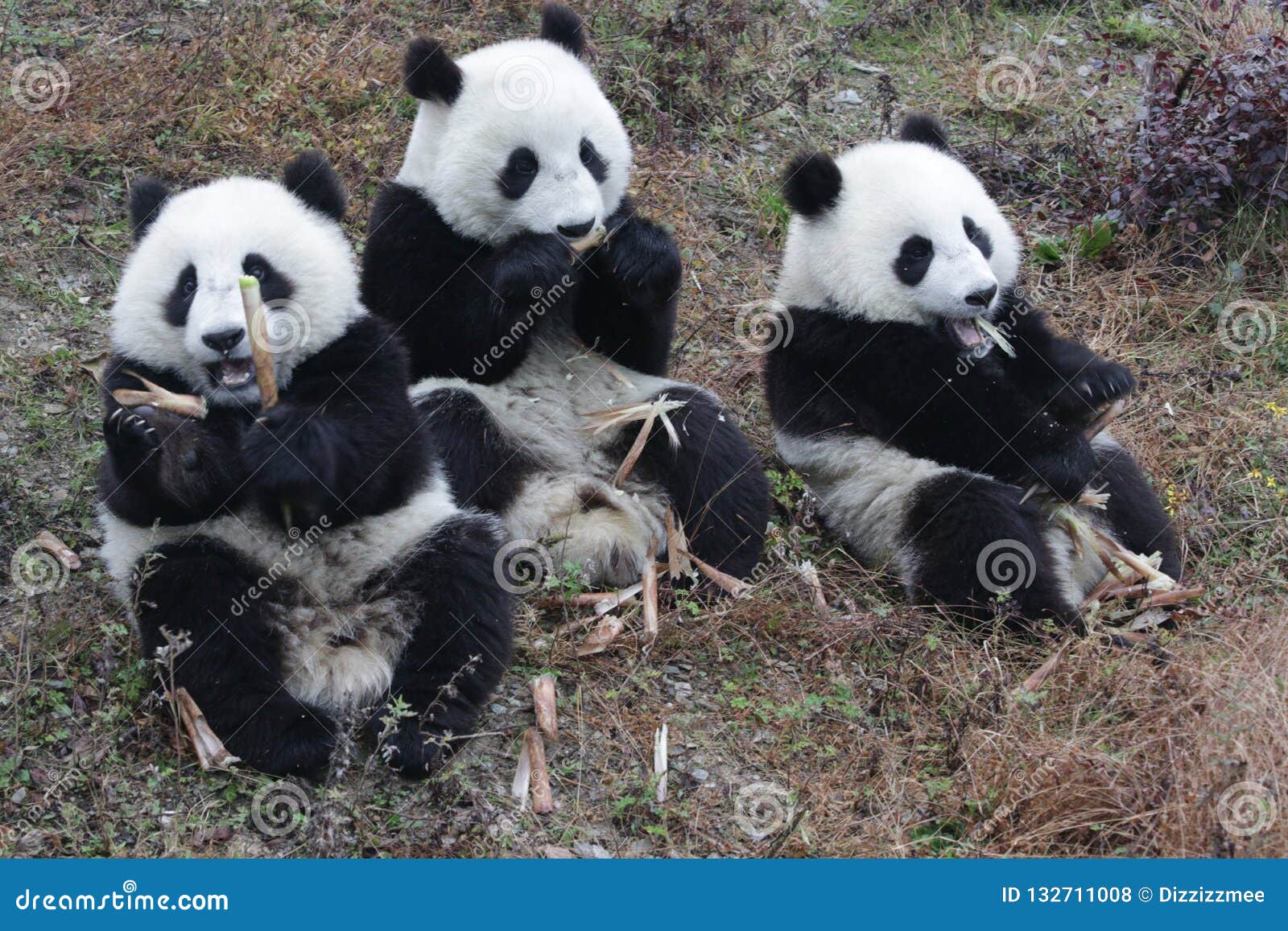 Little Baby Panda Cubs In Wolong Panda Breeding Center China Stock