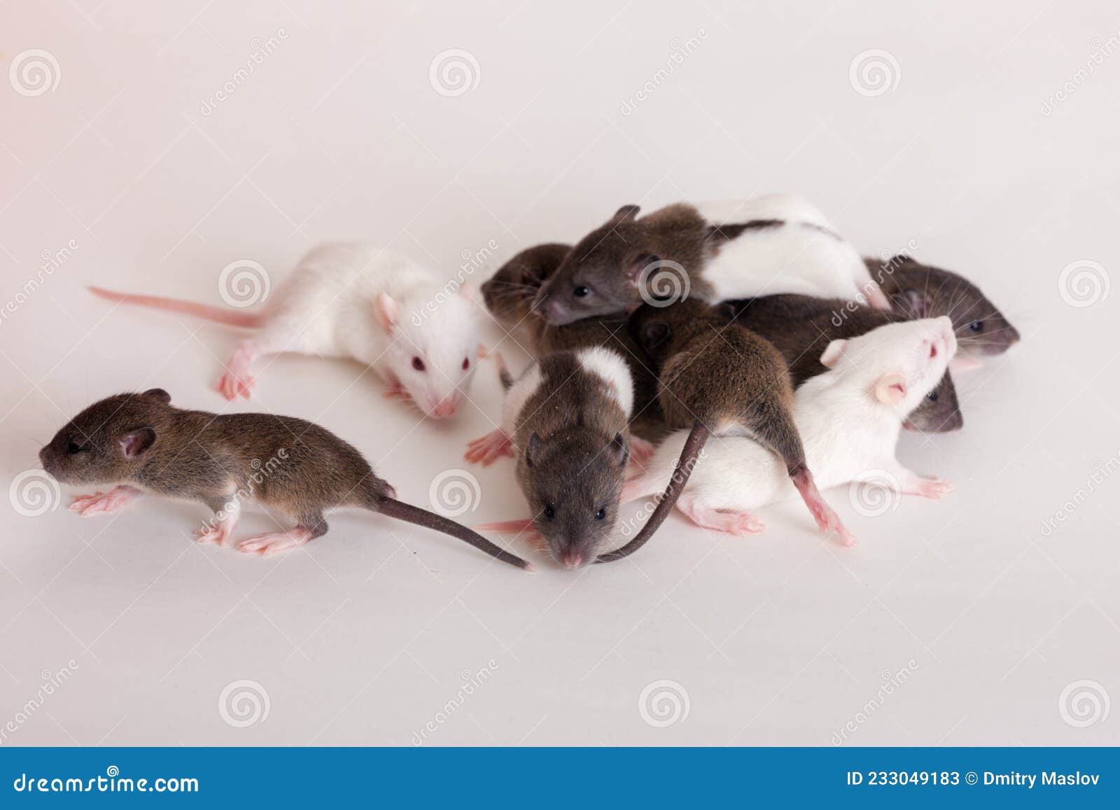Little baby rats stock image. Image of rats, white, pets 233049183