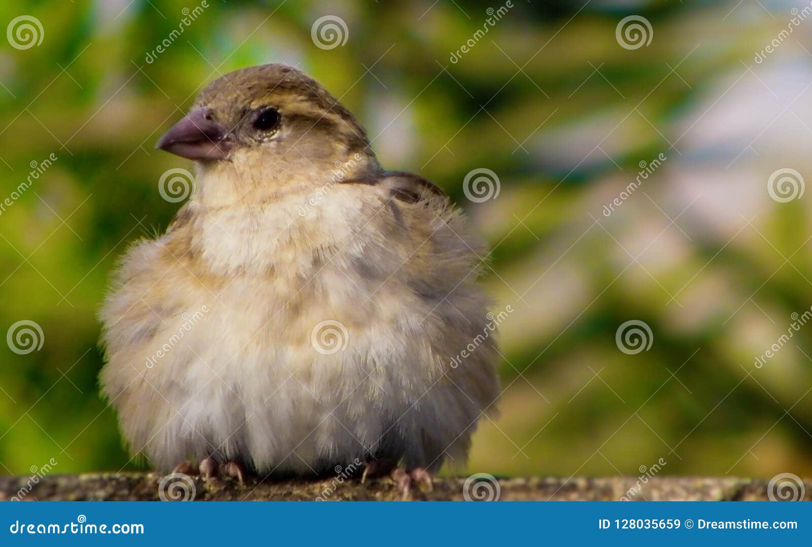 the little baby sparrow sitting on a wall