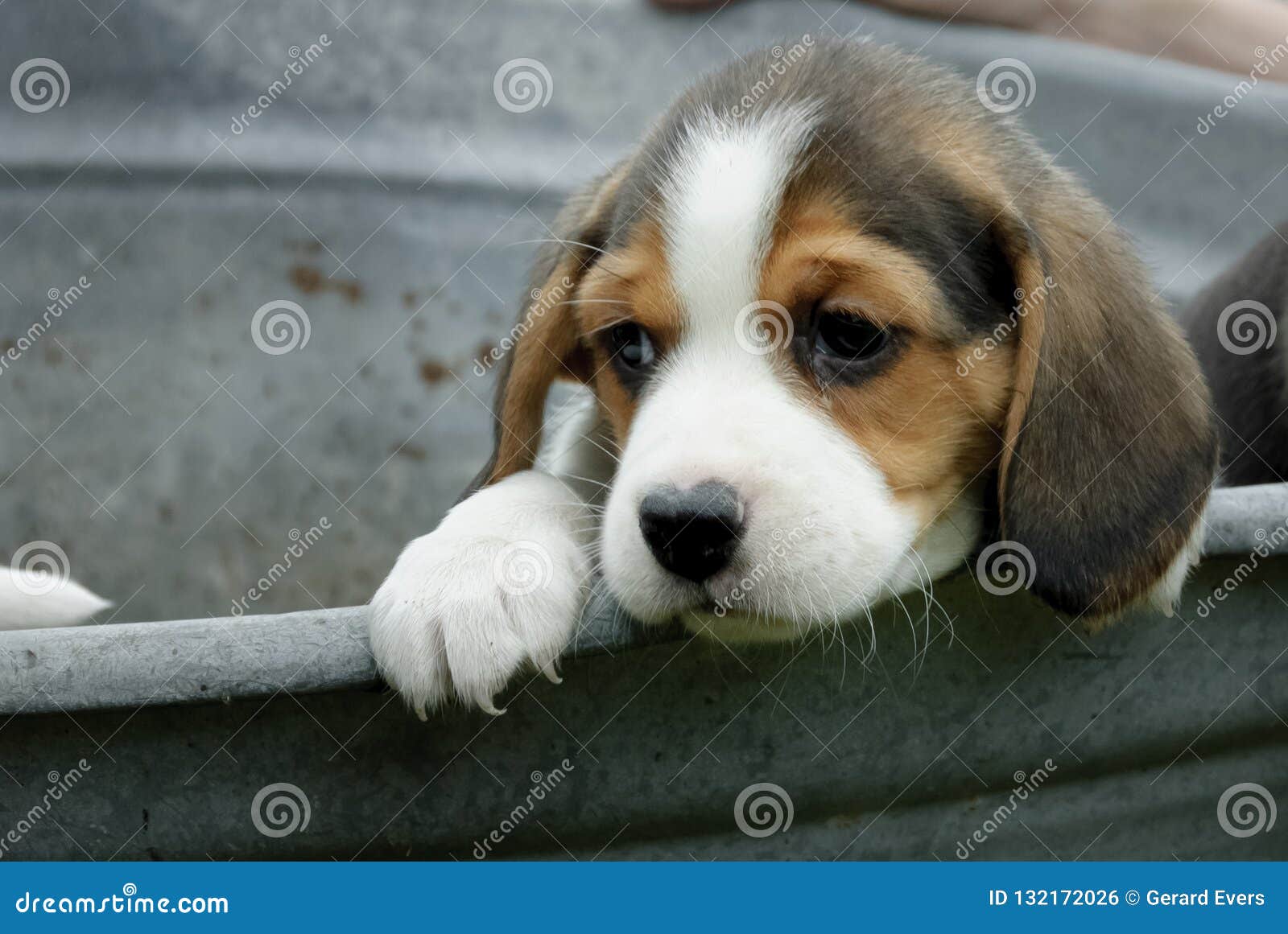 A Little Beagle Puppy Looking Arround Stock Photo Image Of