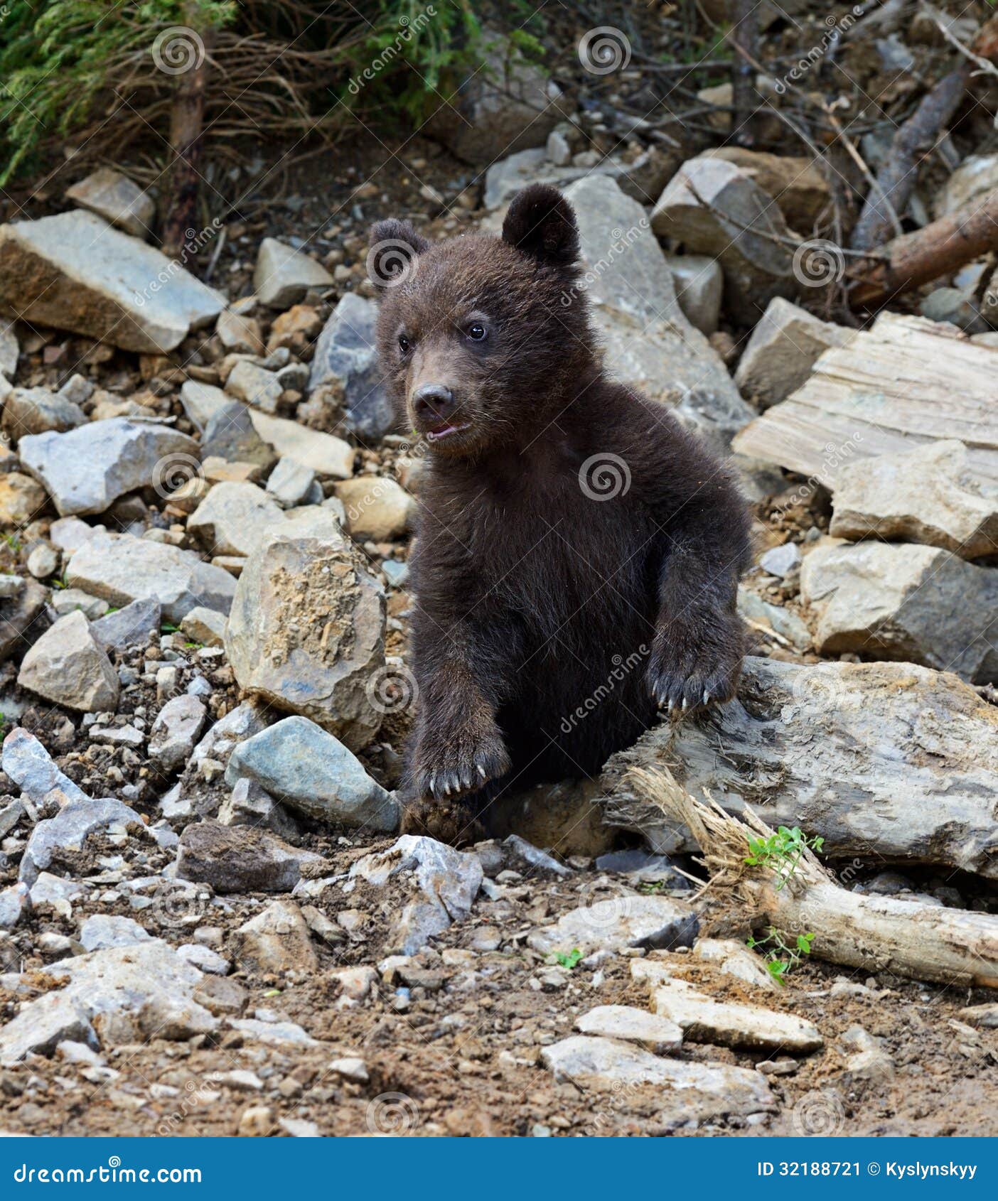 Little Bear in their natural habitat