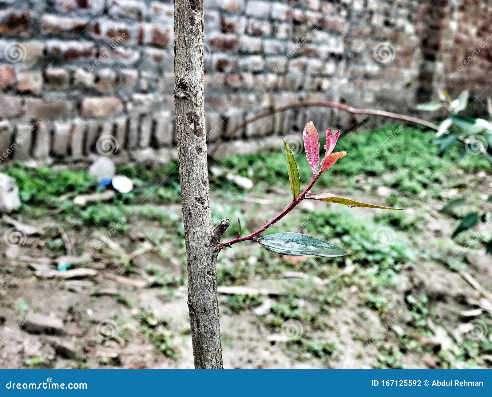 a little beautiful growing bunch on tree