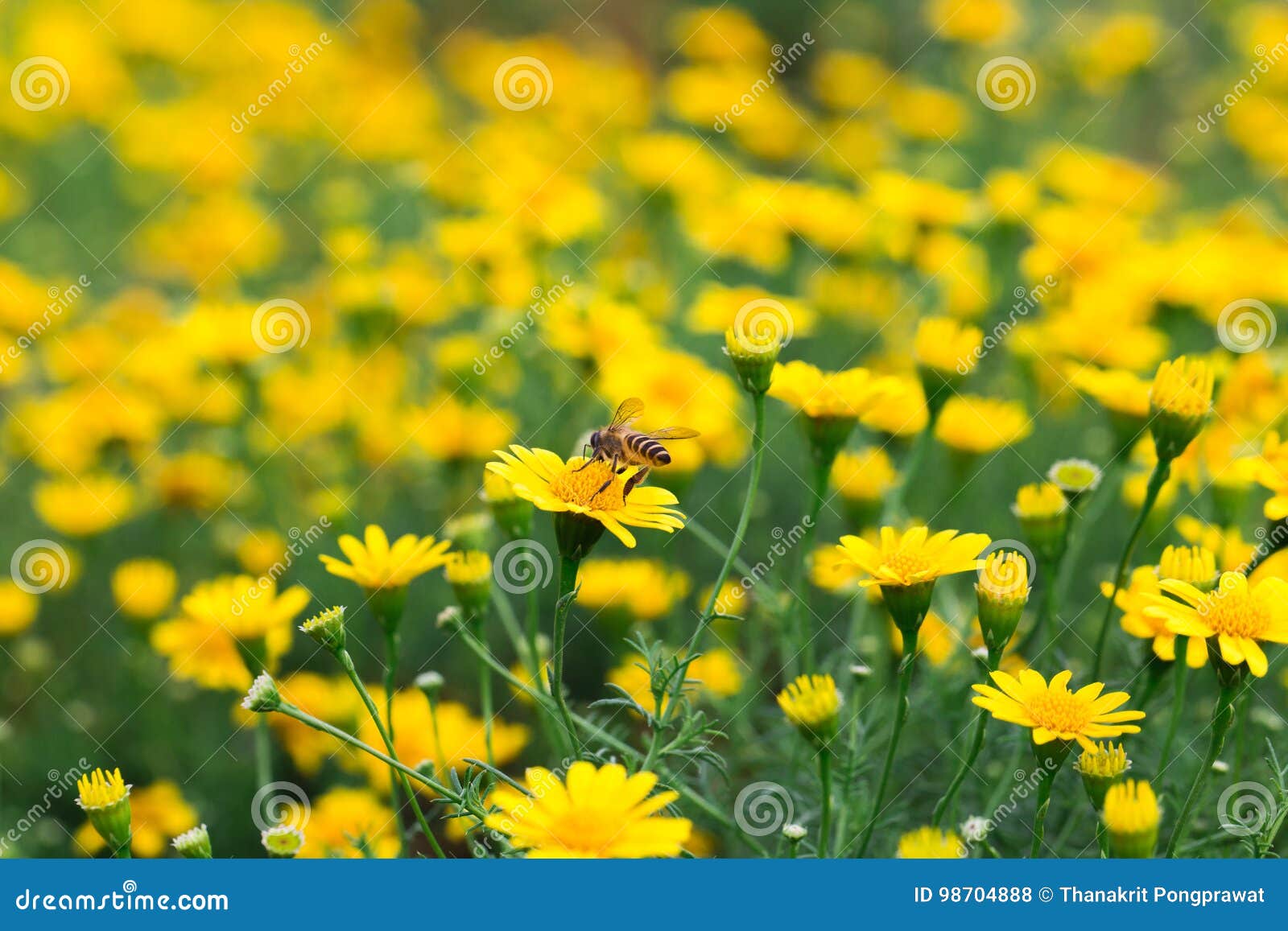 Little Bee Fly in the Field of Beautiful Yellow Daisy Stock Photo