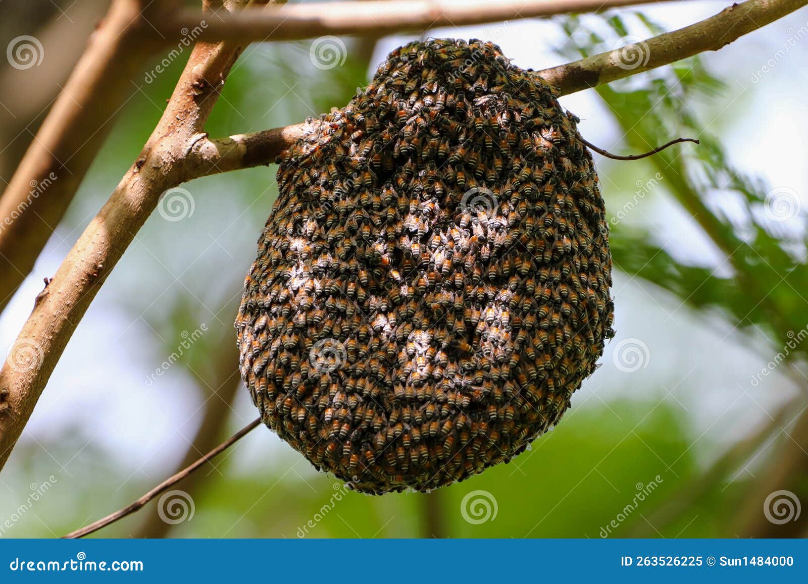 Little Bee Hive in the Park Stock Image Image of fruit, little 263526225