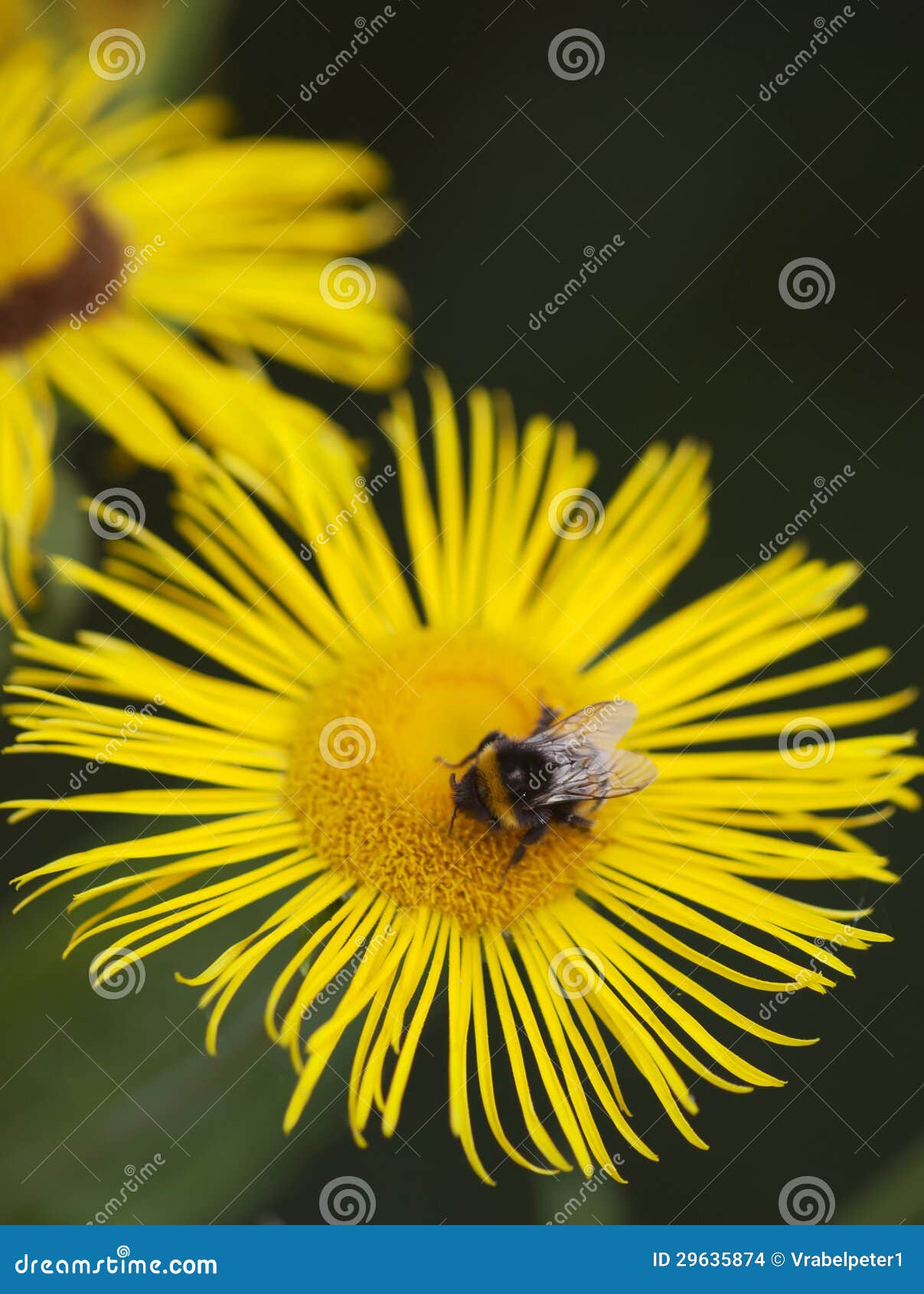 Little Bee Pollinate a Yellow Daisy Stock Photo Image of beauty