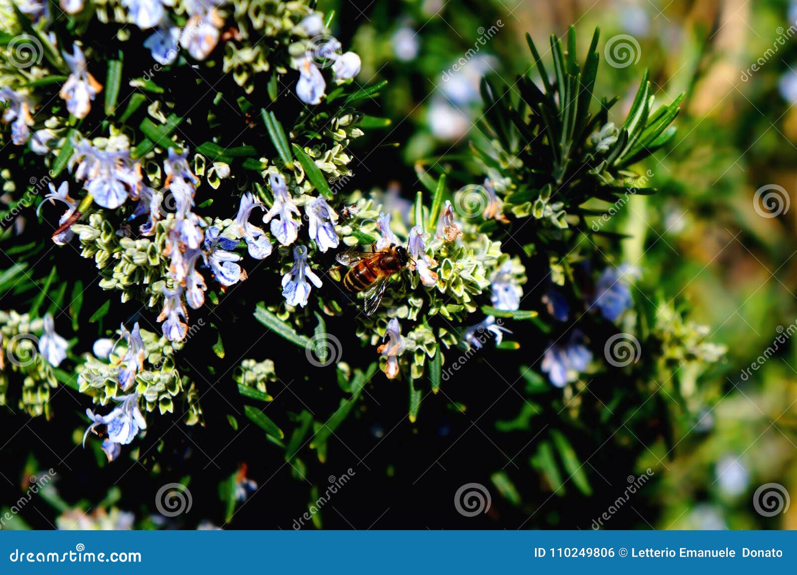 Little Bee on Rosemary Flower Stock Photo Image of outdoor, honey