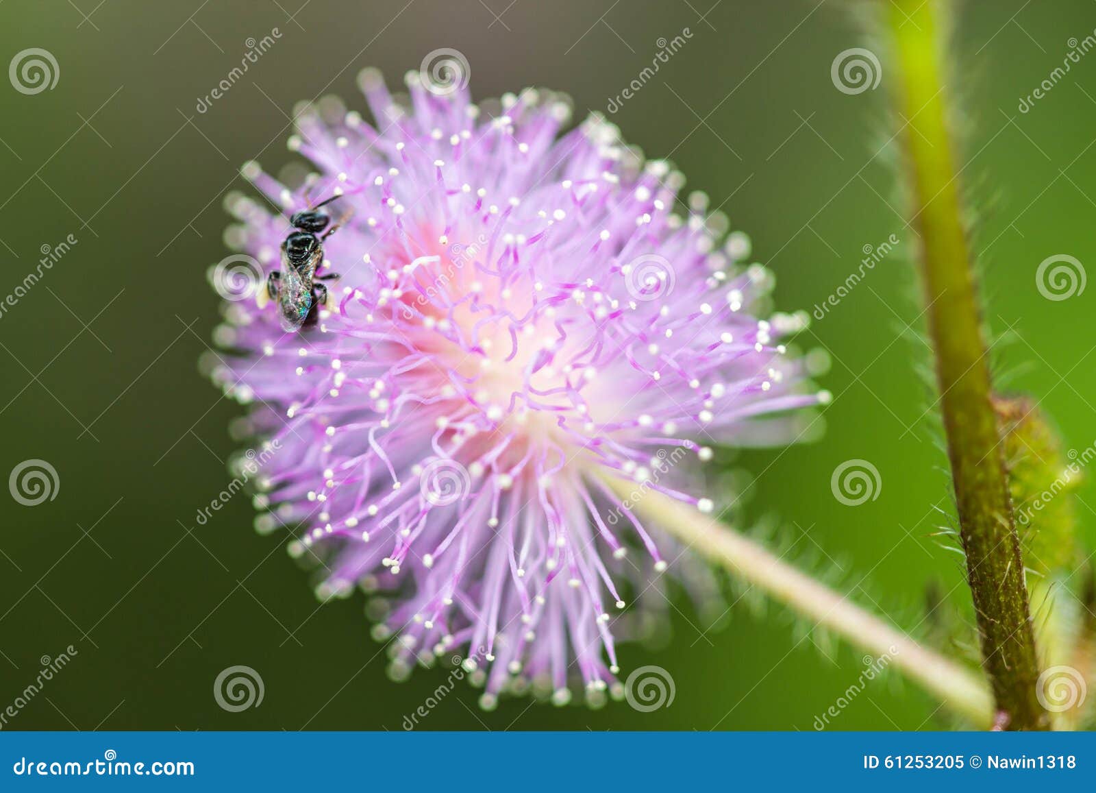 little beeon sensitive plant flower