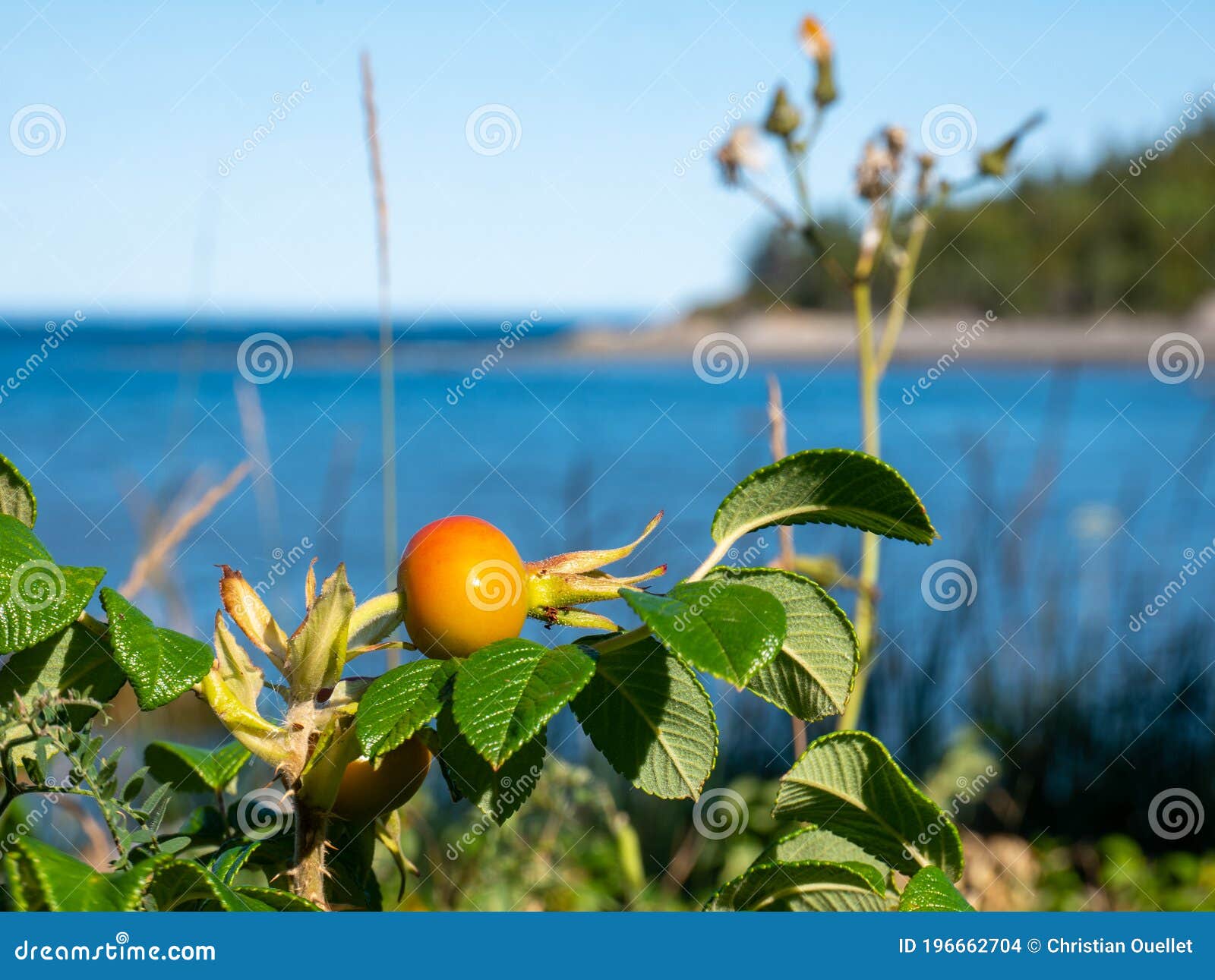 Little Berry Fruits in Quebec, Canada Stock Photo Image of garden