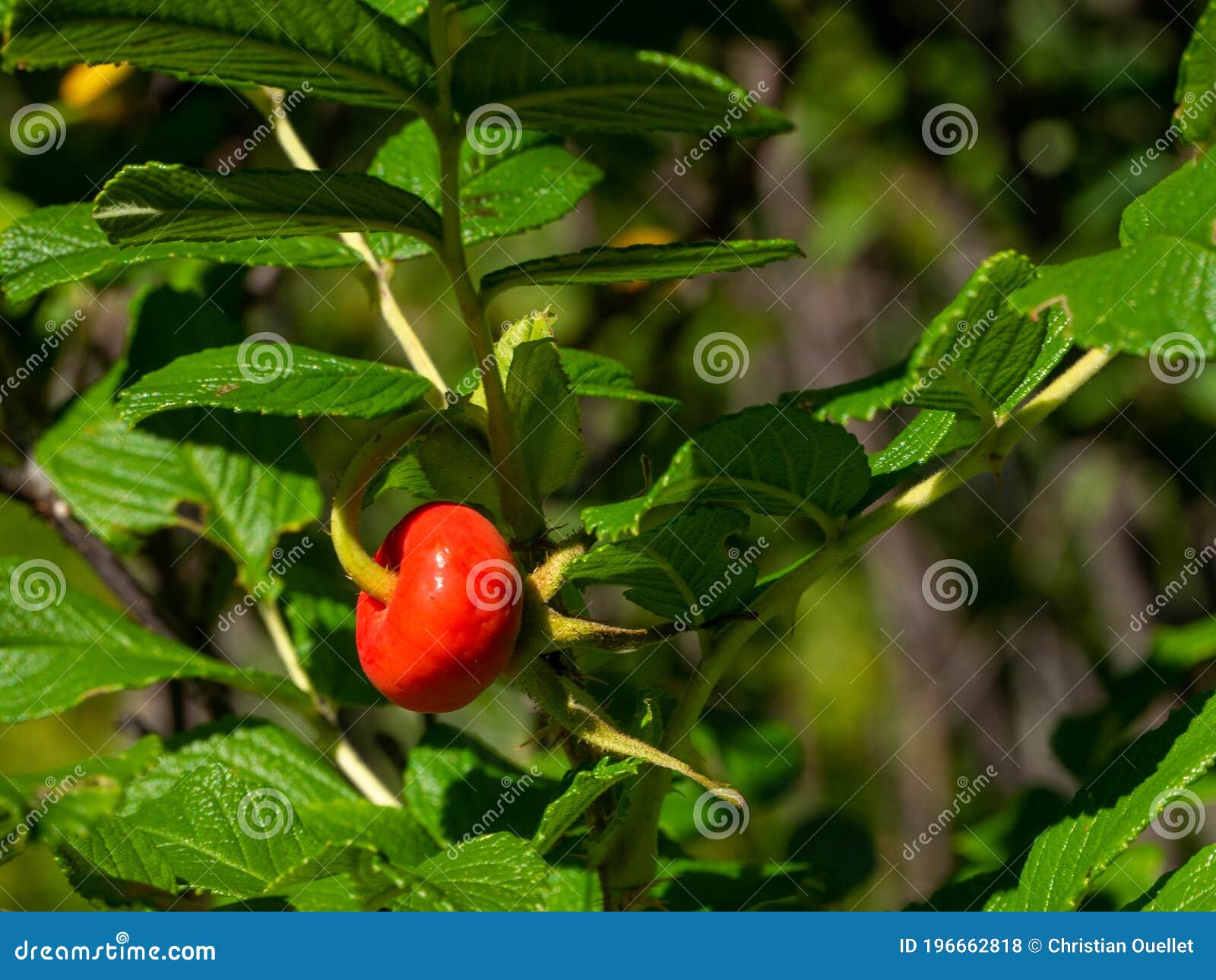 Little Berry Fruits in Quebec, Canada Stock Photo Image of natural