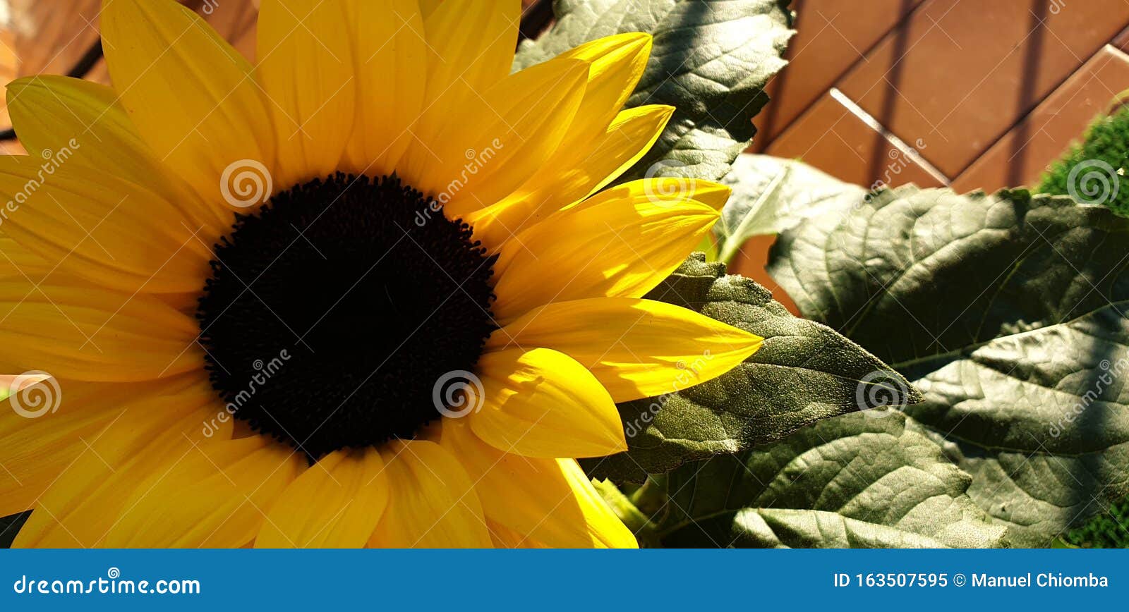 a little big girasole