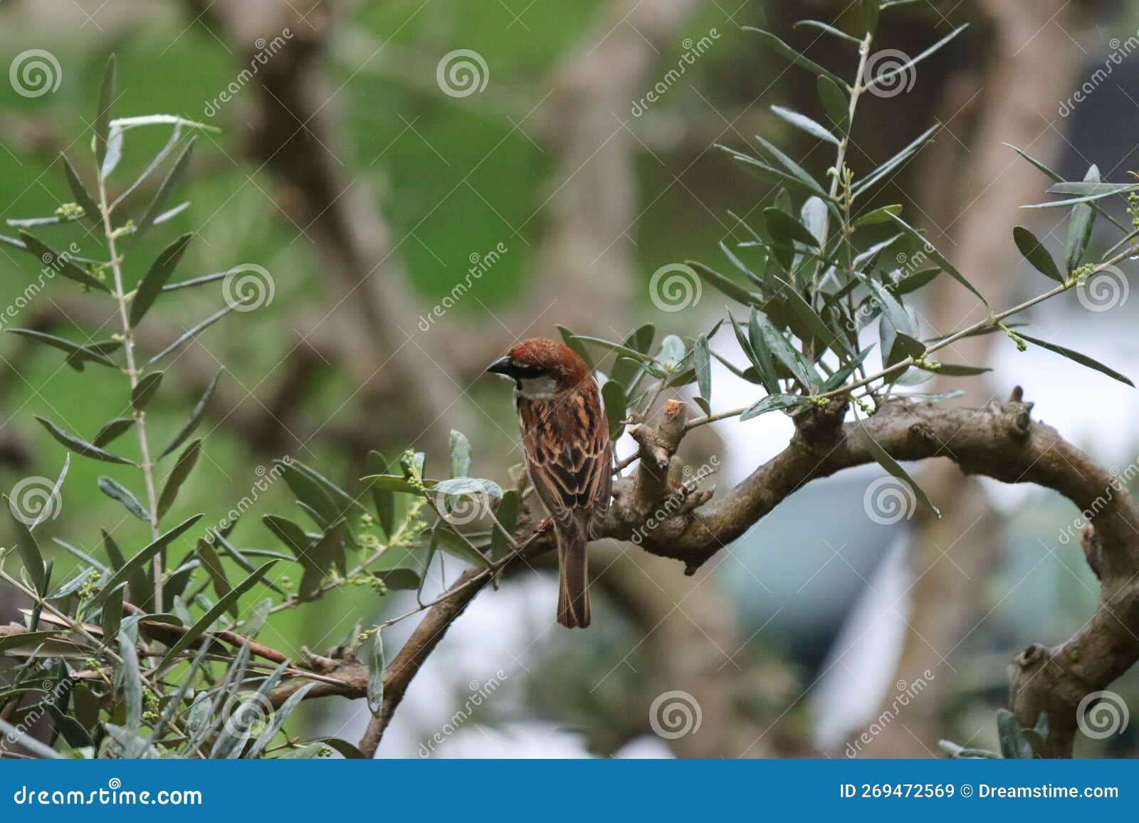 little bird on a branch of olive tree. passer italiane.