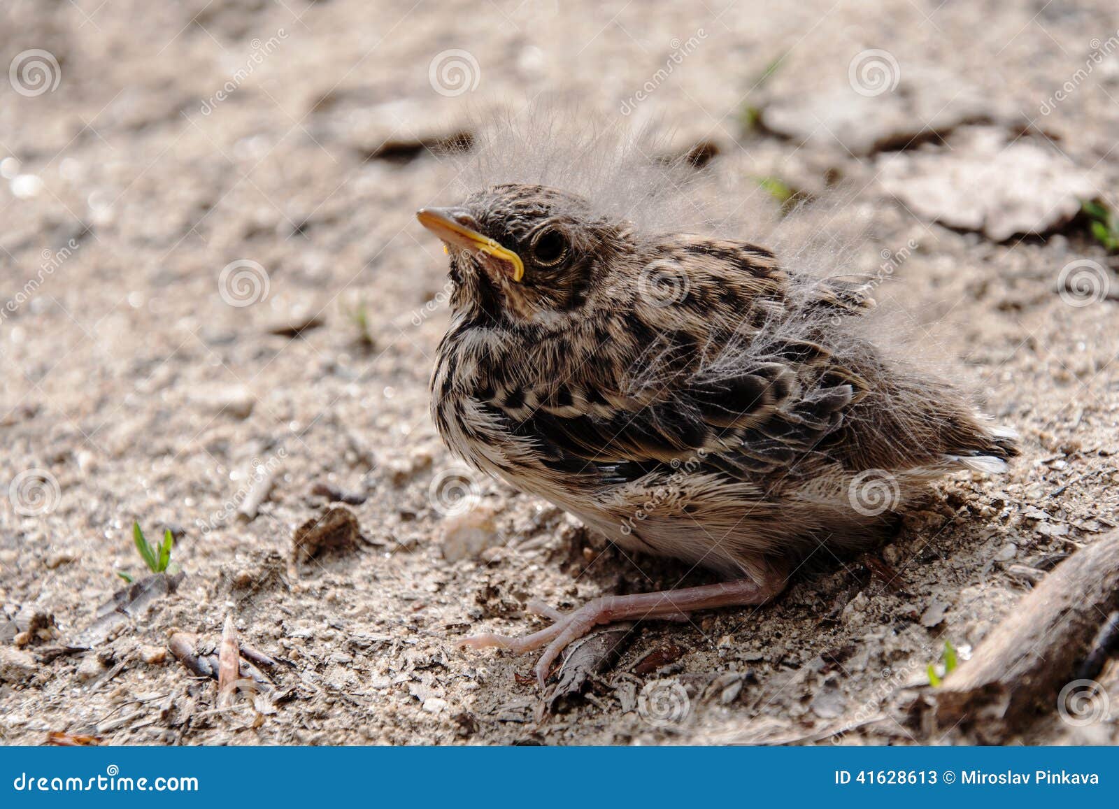 Little Bird Fell Out of the Nest Stock Image - Image of friendly