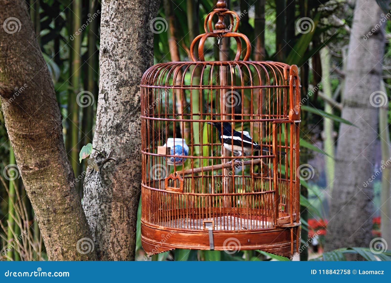 Little Bird Inside the Cage. Stock Photo Image of background, bird 118842758
