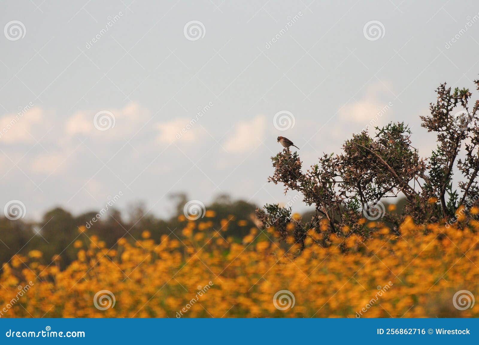 little bird over a field of yellow flowers in solis, maldonado, uruguay