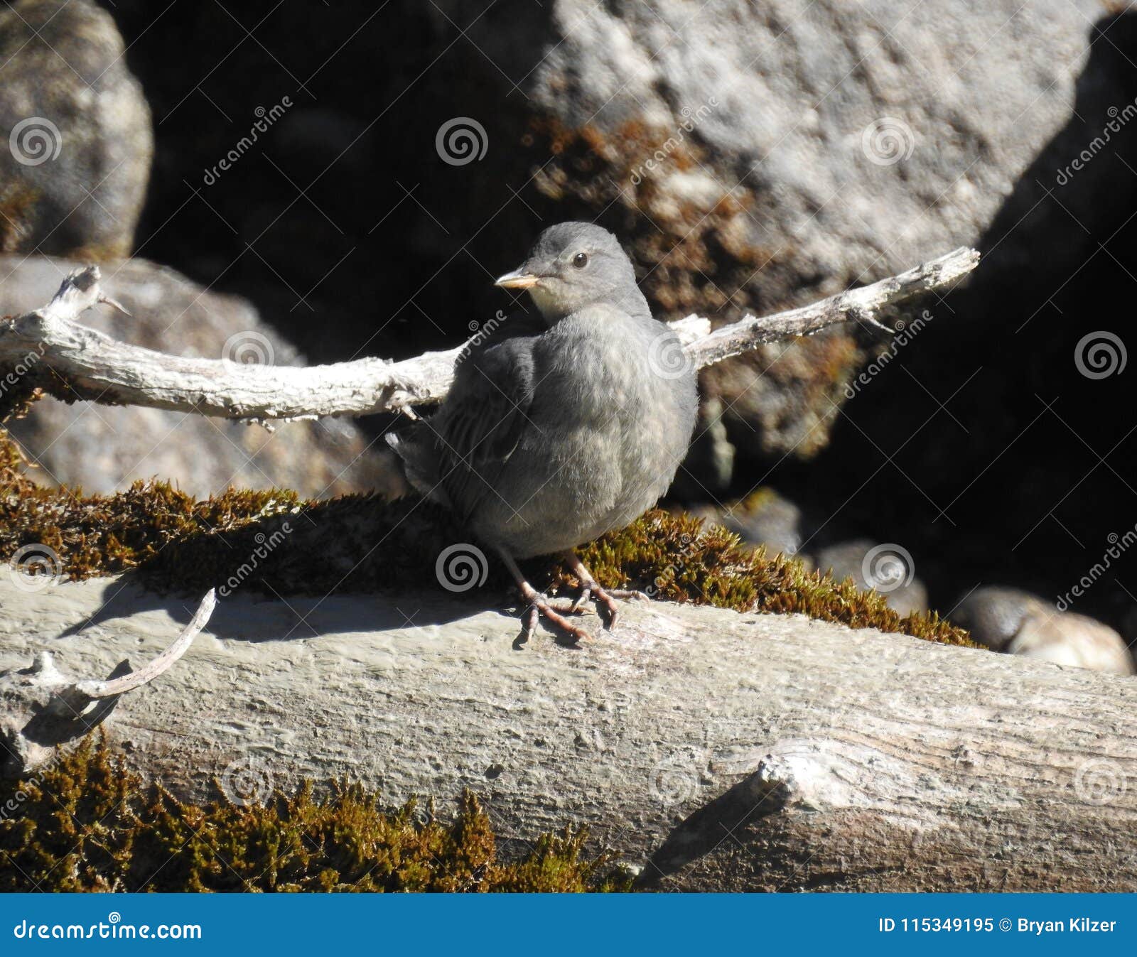 Little Bird Perched on a Log. Stock Image - Image of summer, view ...