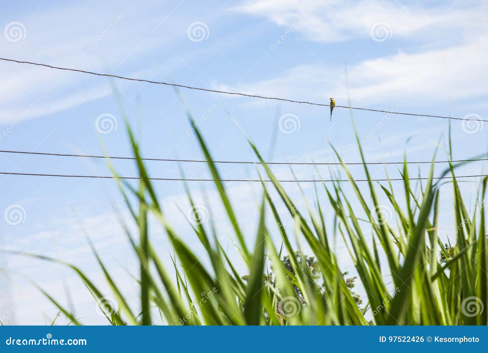 Little Bird on the Power Line Stock Photo - Image of green, bird: 97522426