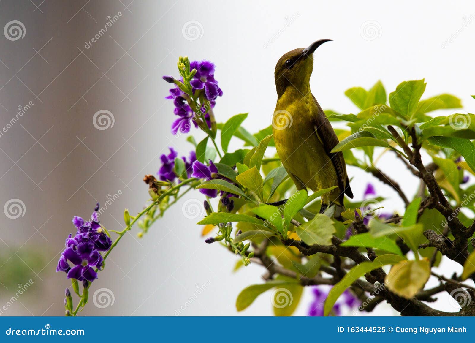 The Little Bird is Sitting on the Flower Branch Stock Image - Image of ...