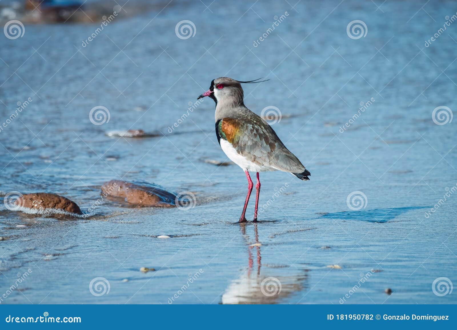 Little Bird Walking on the Beach Stock Photo Image of beak, wild