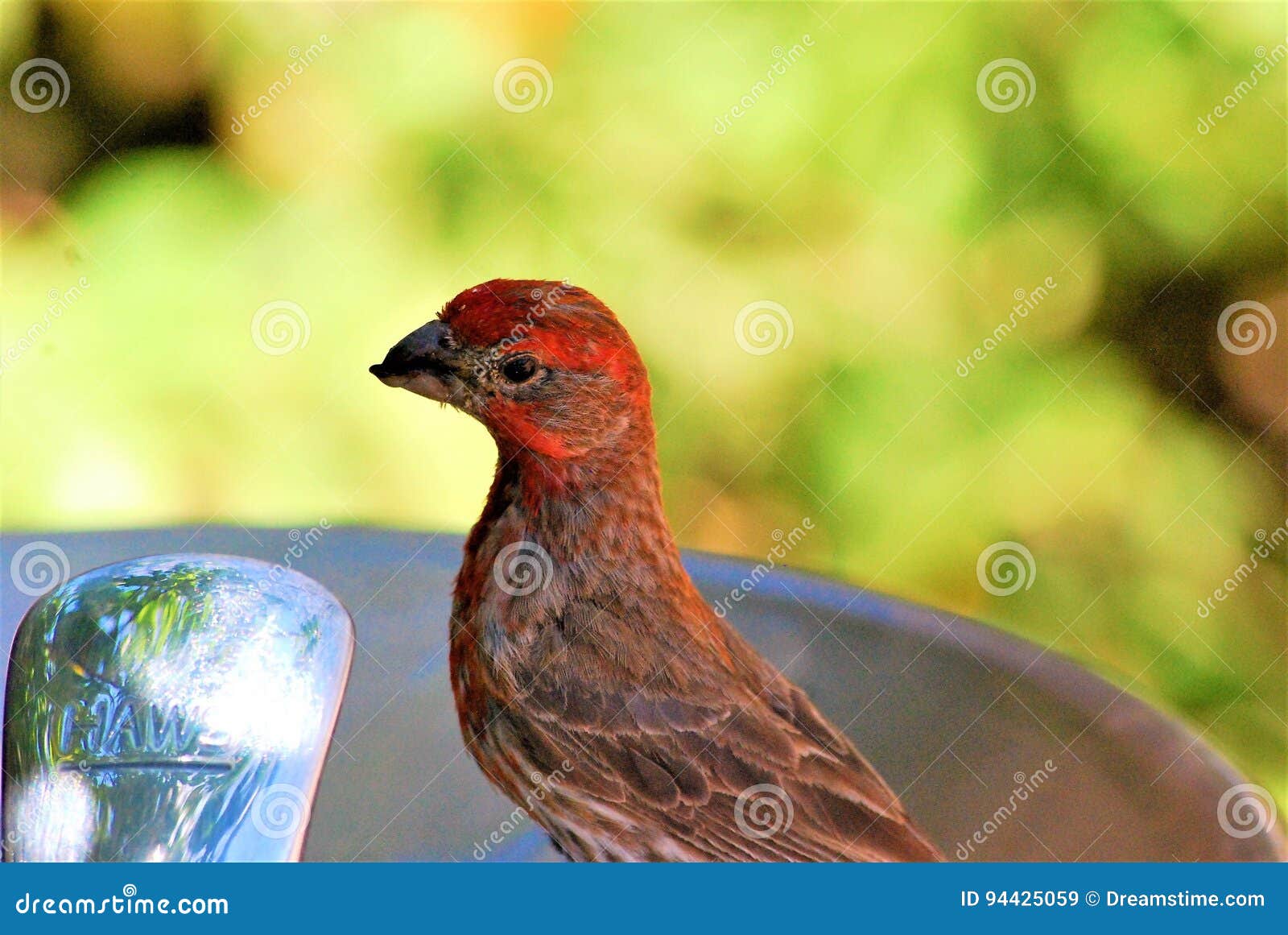 Little Birdie stock image. Image of little, birdie, flew 94425059