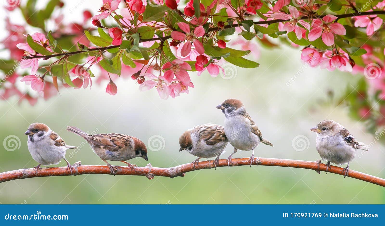 little birds sparrows may sit in the sunny garden among the flowering branches of pink apple