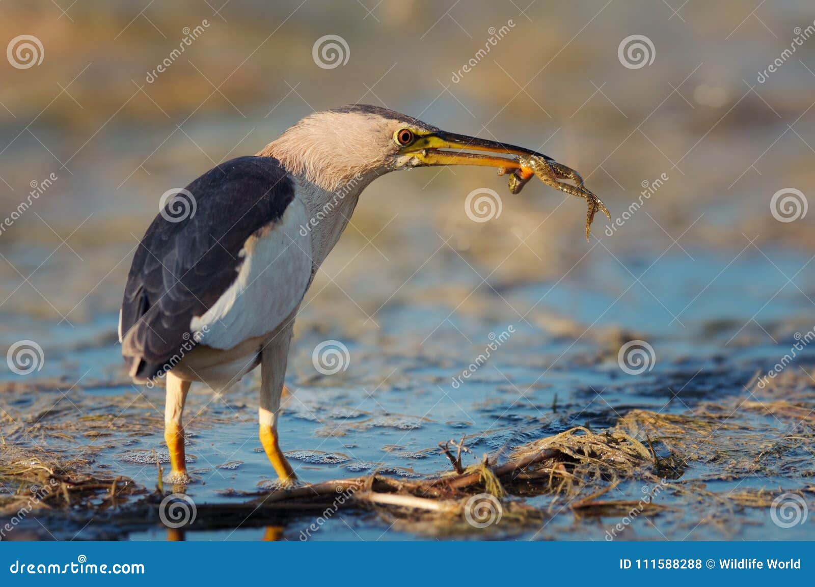 Little Bittern Ixobrychus Minutus with a Frog in Its Beak Stock Photo ...