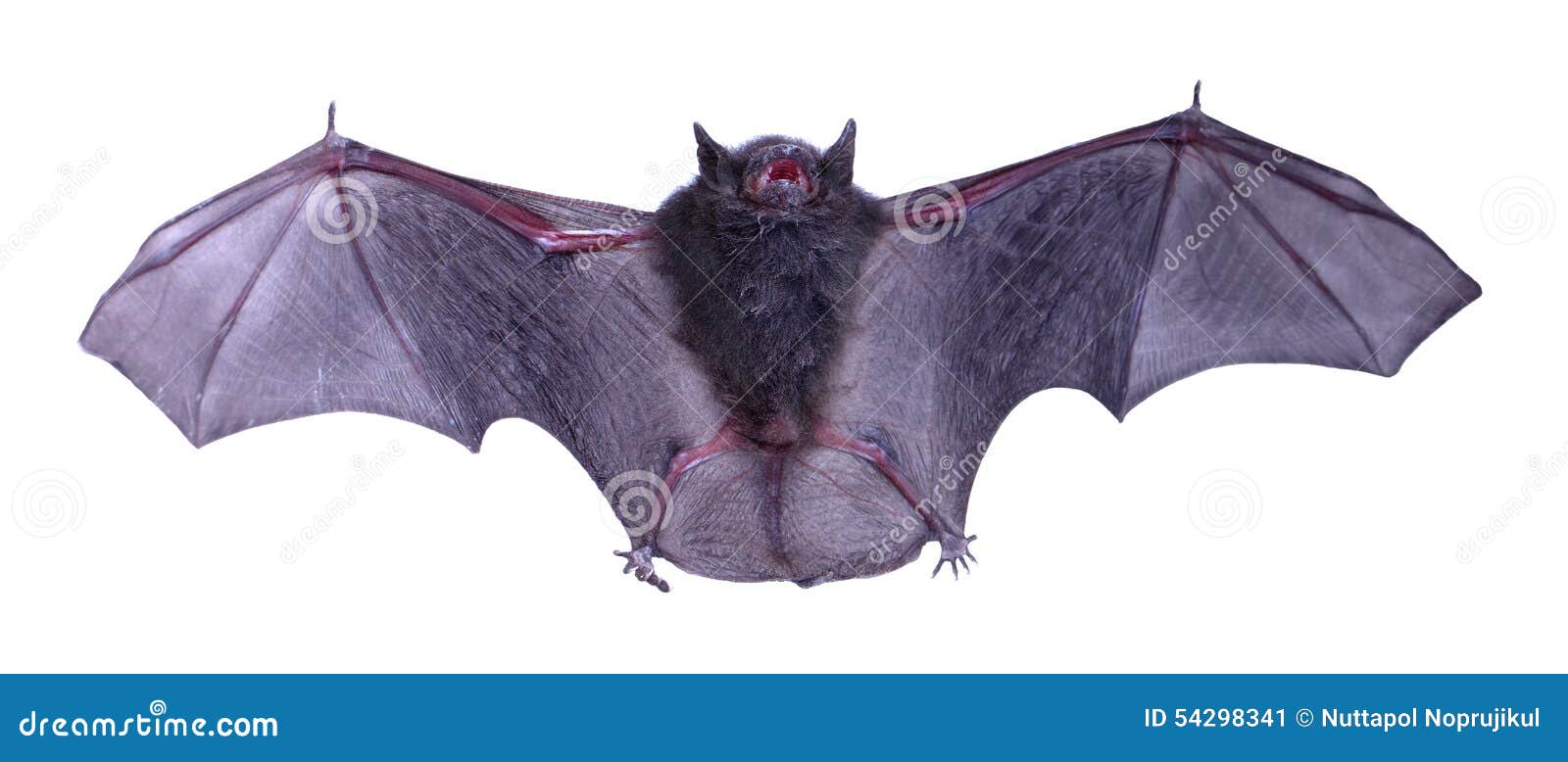 6,510 Black Bat Animal Stock Photos - Free & Royalty-Free Stock Photos from  Dreamstime