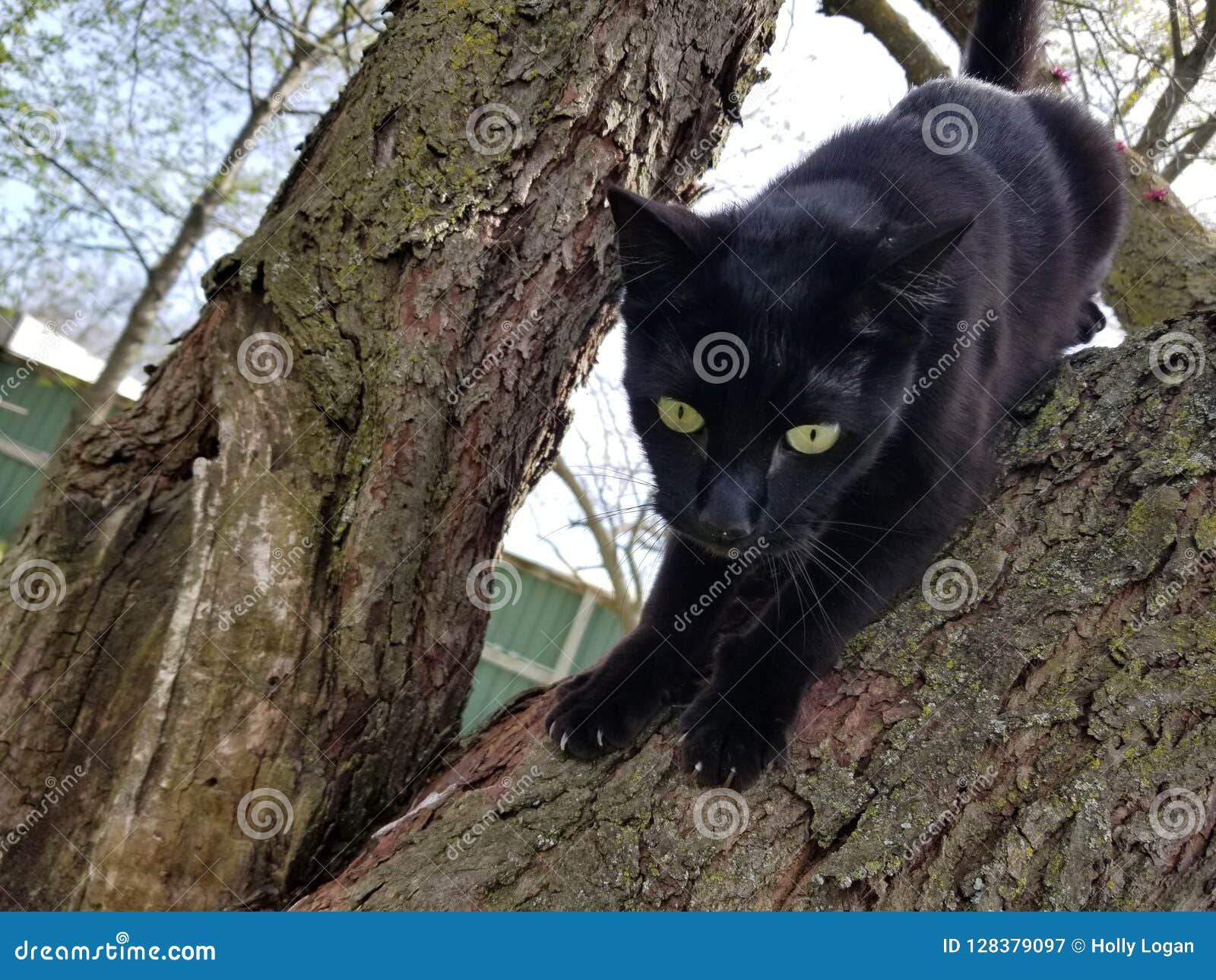 Little Panther Prowling stock image. Image of panther 128379097