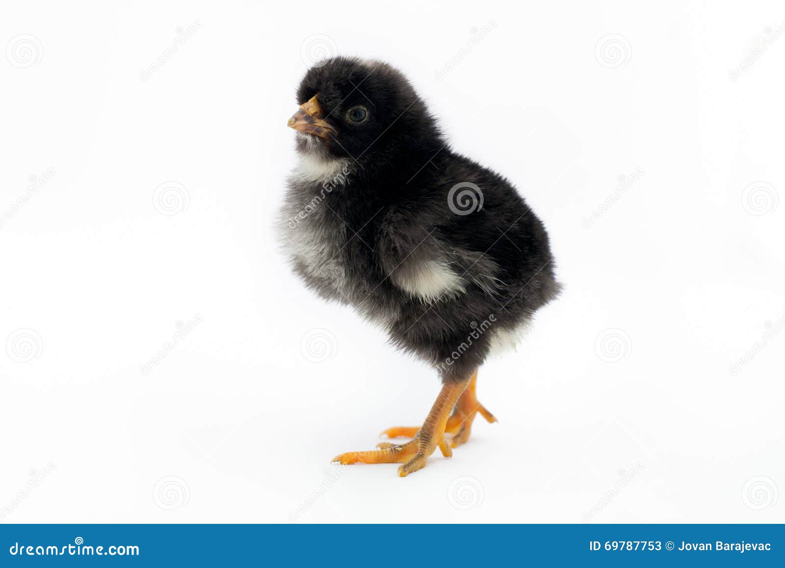 Tiny Black Chick