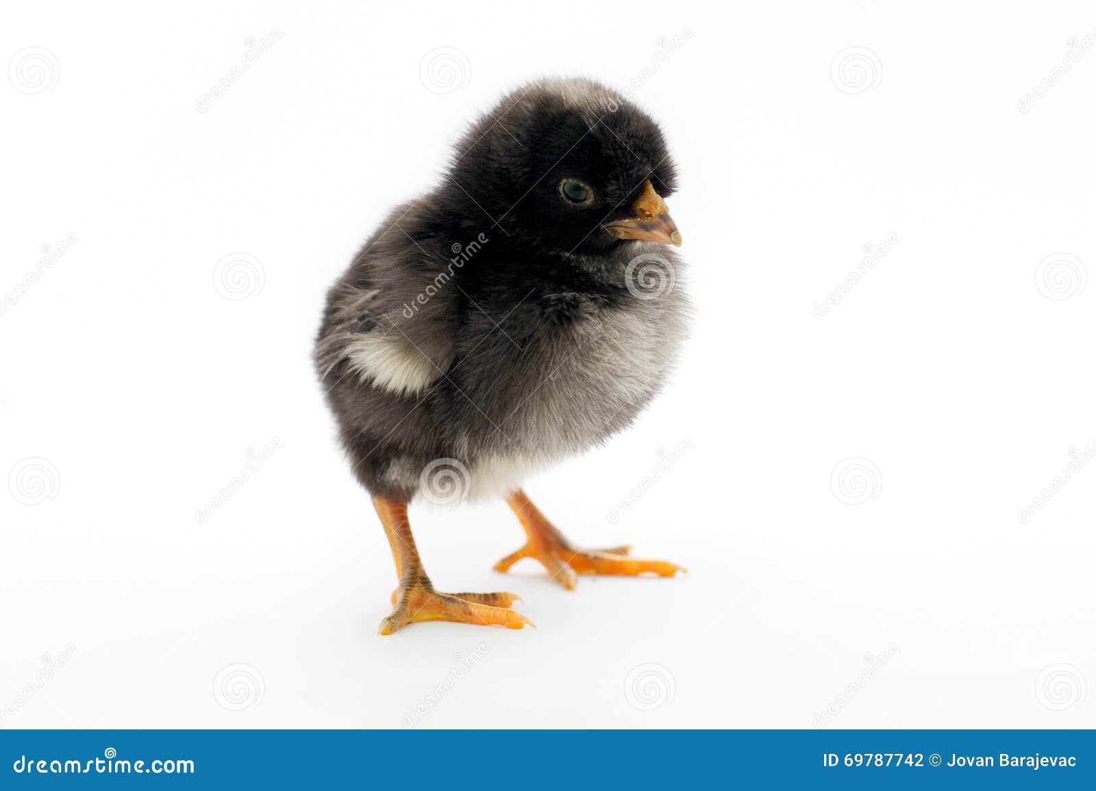 Tiny Black Chick