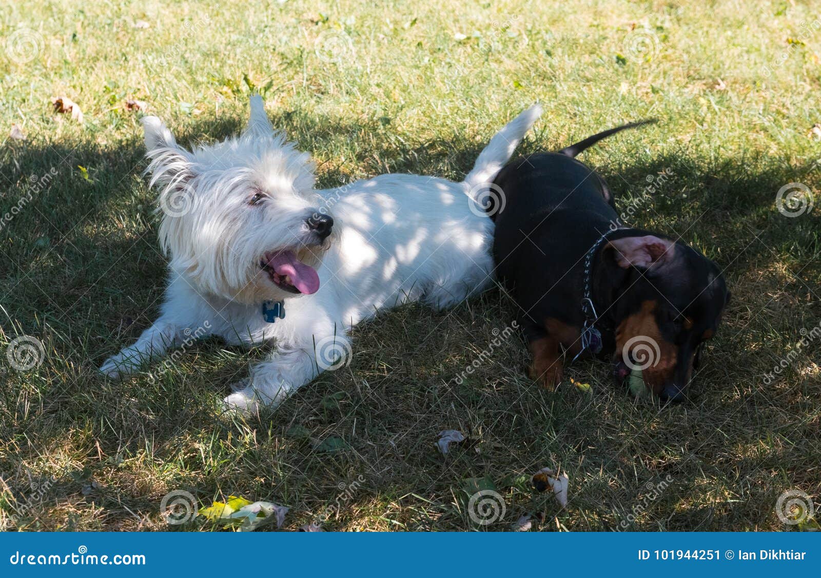 Little Black Dachshund and West Highland White Terrier Playing O Stock ...