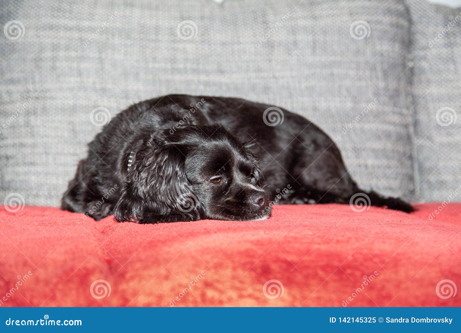 black dog couch