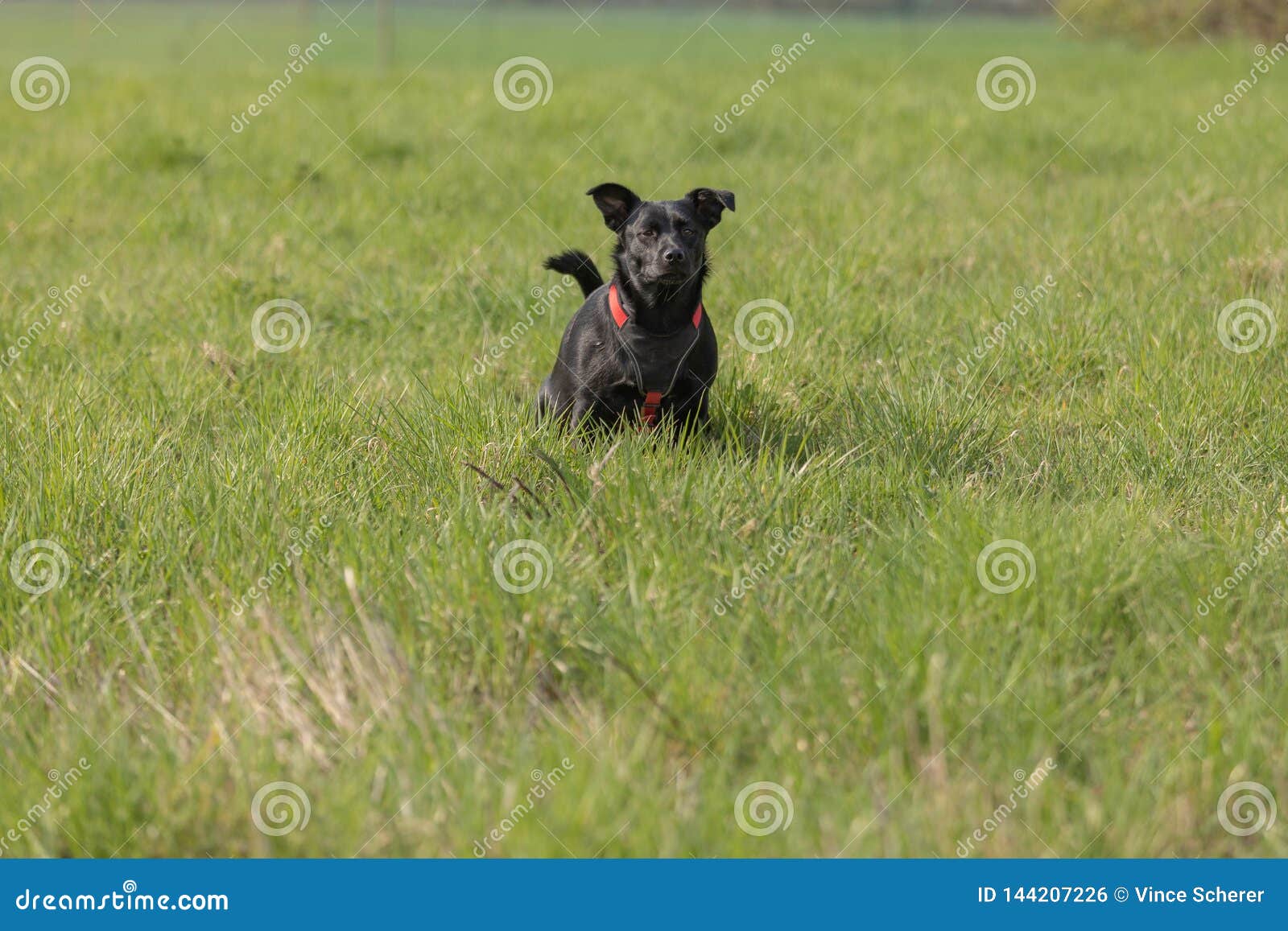 Little Black Dog that Pees in a Meadow Stock Photo Image of canine