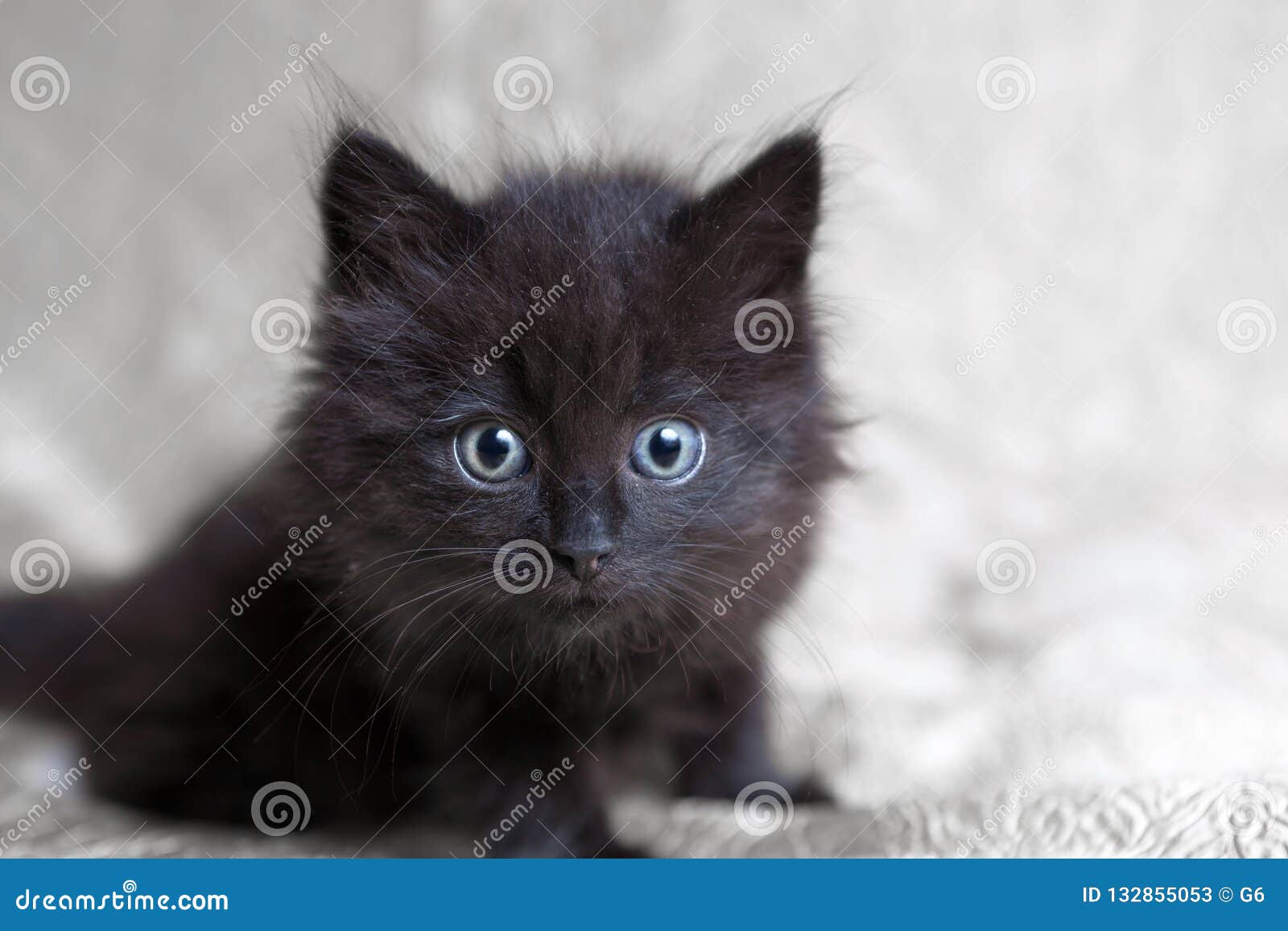 black kitten furry