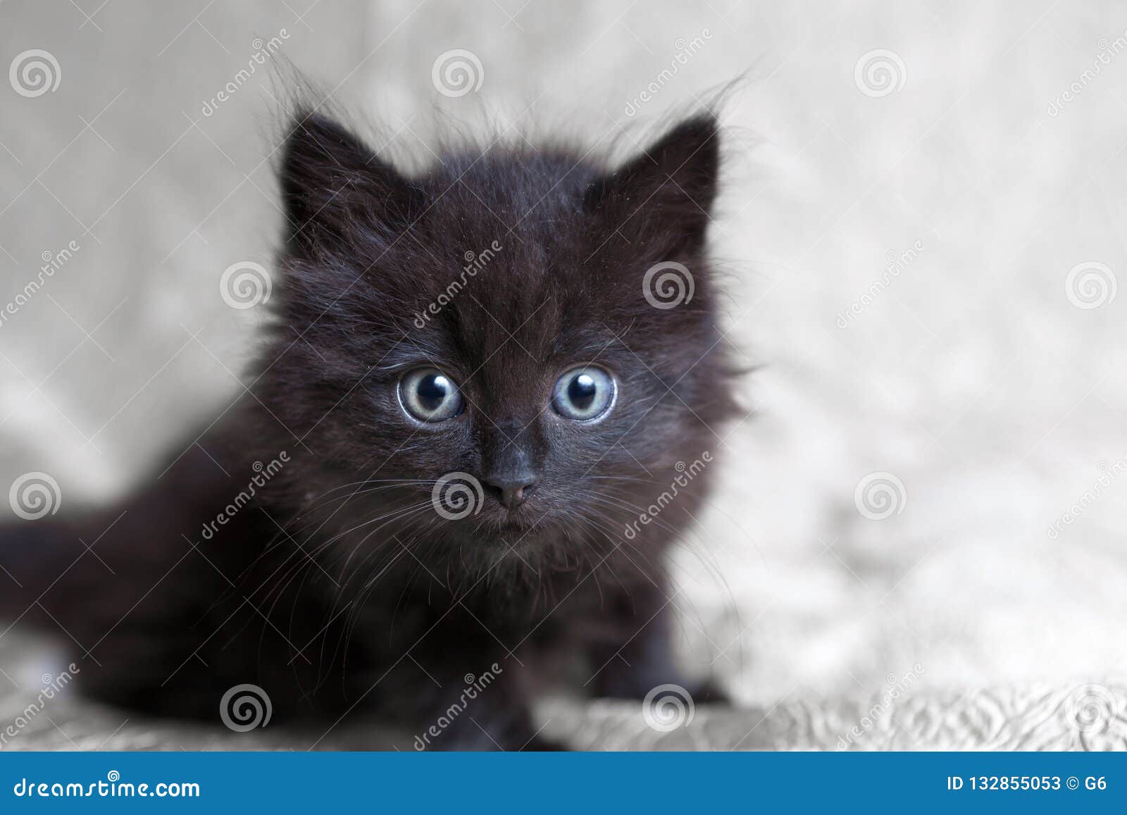 Little Black Furry Cute Kitten with Big Blue Eyes Looking Camera Stock Image - Image of animal, playful: 132855053 Little Black Furry Cute Kitten with Big Blue Eyes Looking Camera Stock Image - Image of animal, playful: 132855053