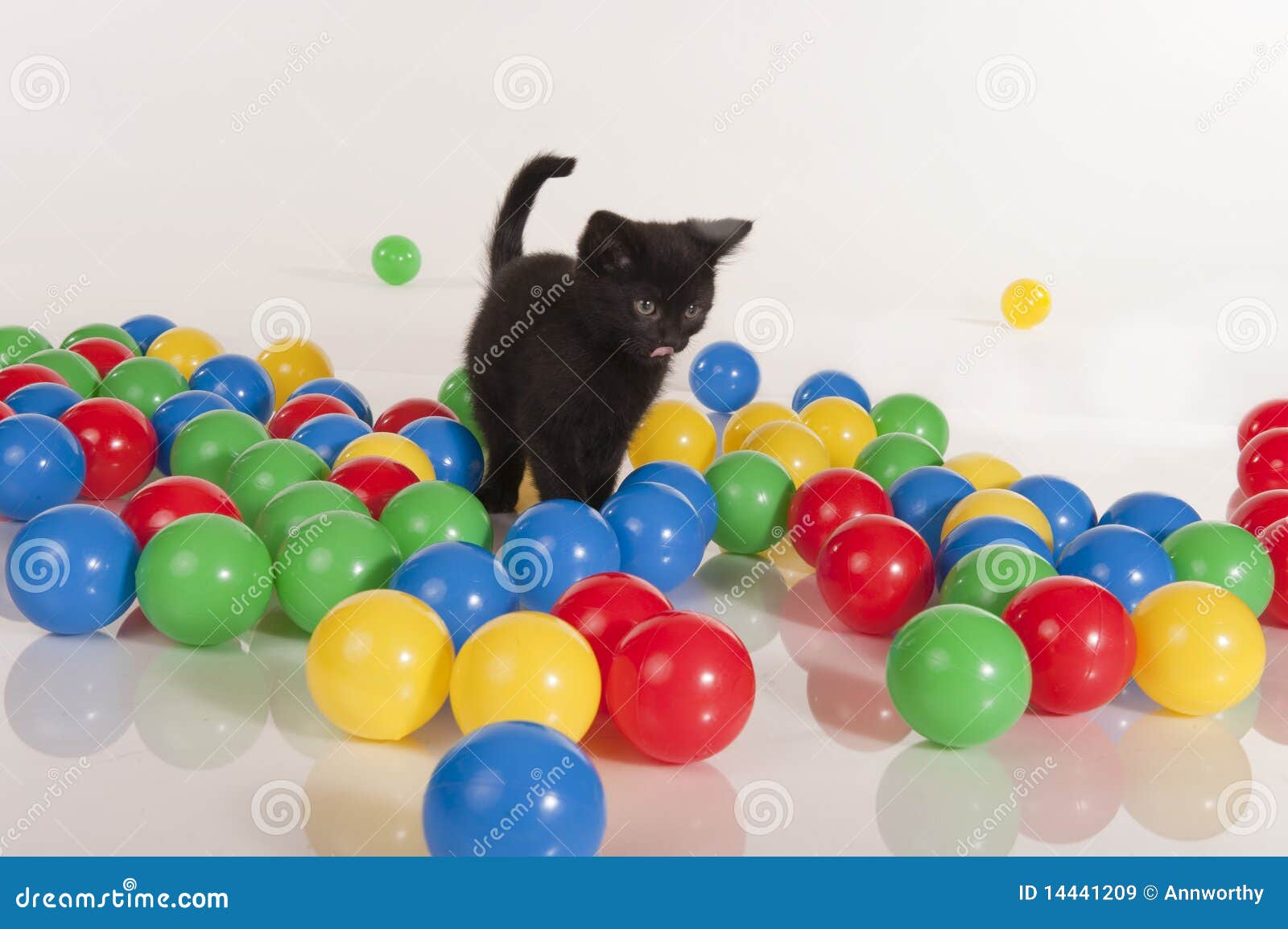 Little Black Kitten Playing with Colorful Balls Stock Image Image of expressions, color 14441209