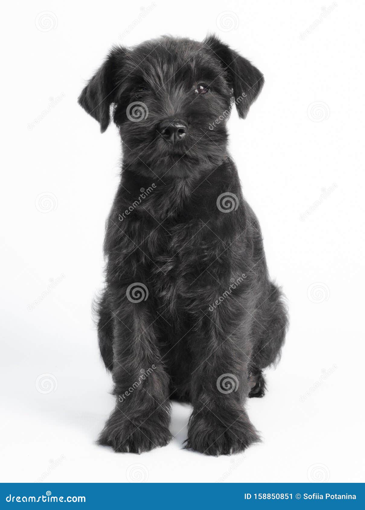 Little Black Puppy Breed Miniature Schnauzer On A White Background Close Up Isolated Stock Image Image Of Look Mini 158850851