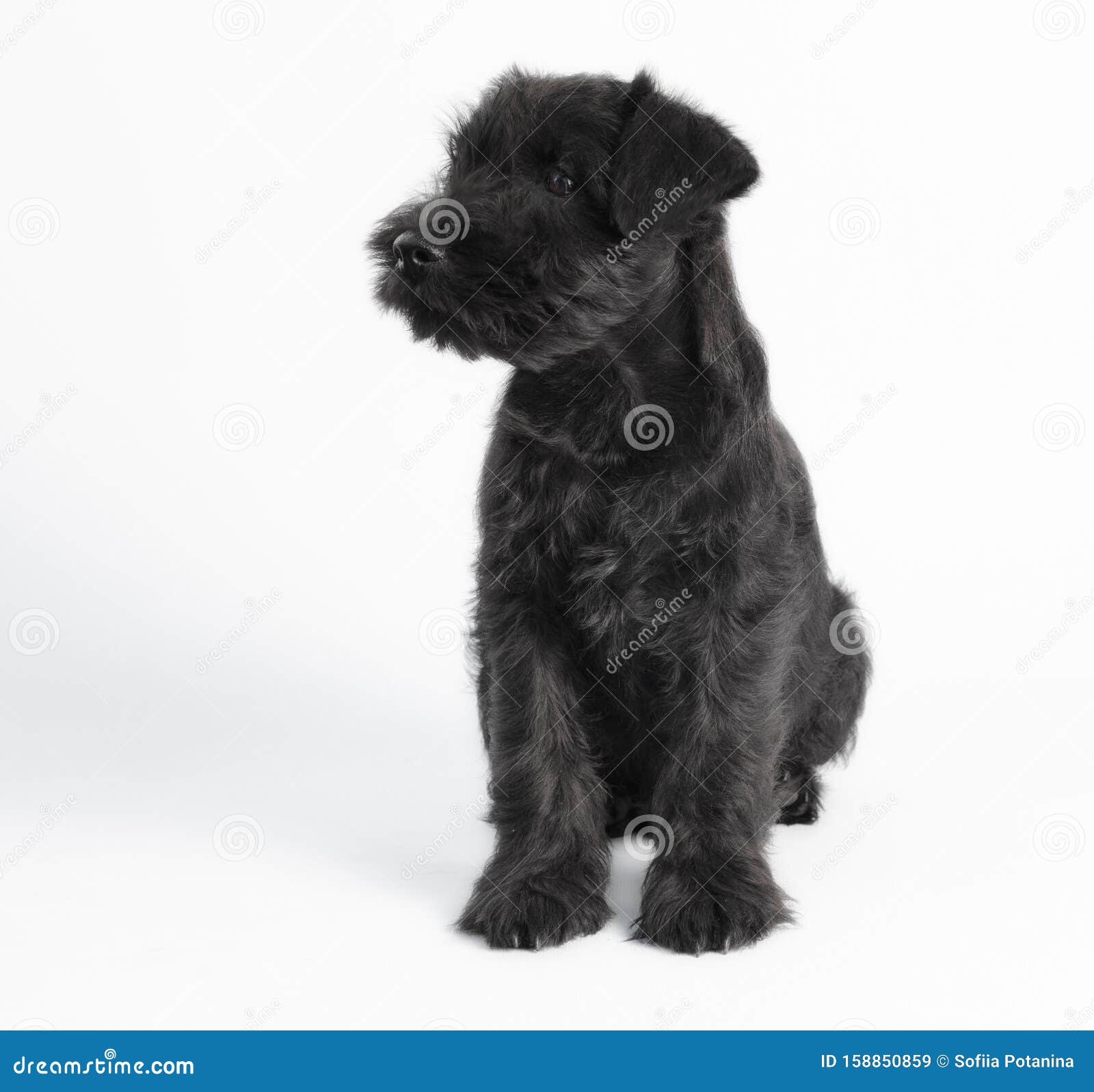 Little Black Puppy Breed Miniature Schnauzer On A White Background Close Up Isolated Stock Image Image Of Closeup Pedigree 158850859