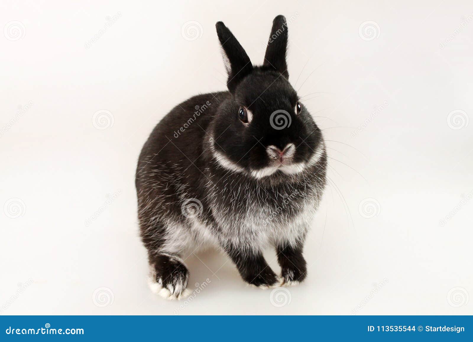 Black and cheap white dwarf rabbit