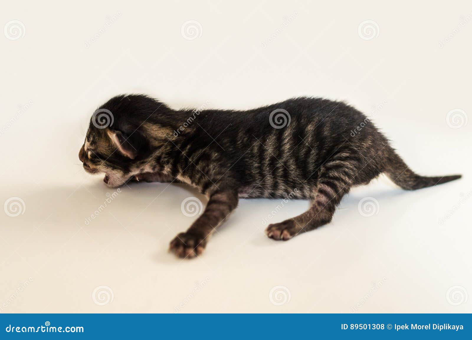 Little Blind Newborn Kitten Meowing On A White Background Stock Photo - Image of funny, care: 89501308 Little Blind Newborn Kitten Meowing On A White Background Stock Photo - Image of funny, care: 89501308