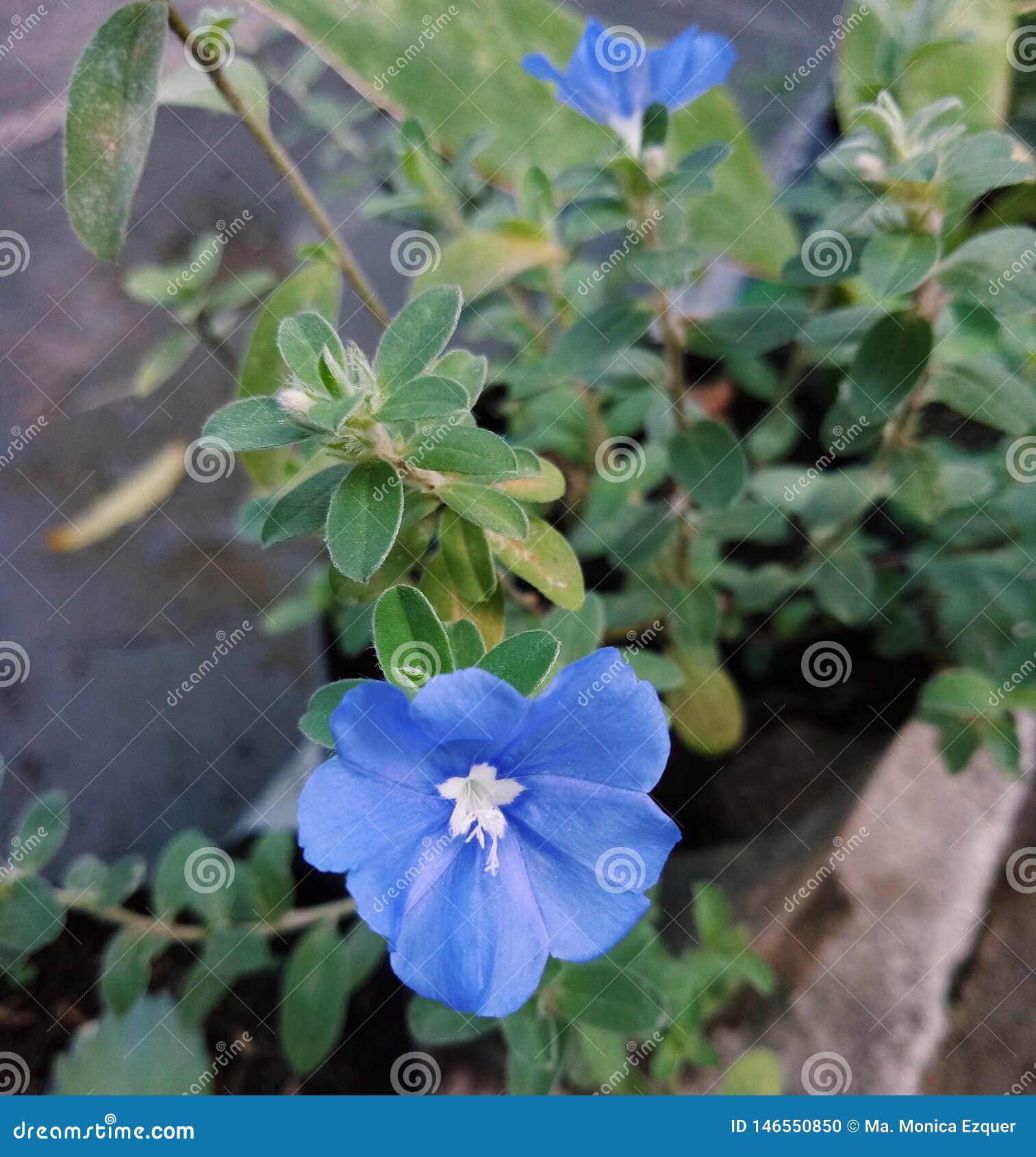 Littblue Littlblue Littleblue Pot Stock Photos Free & RoyaltyFree