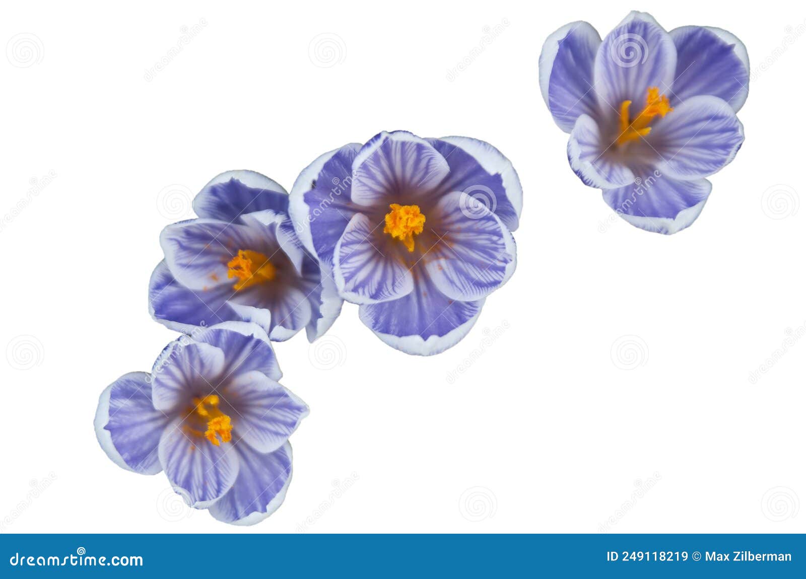 Little Blue Flowers Isolated on White Background with Clipping Patch