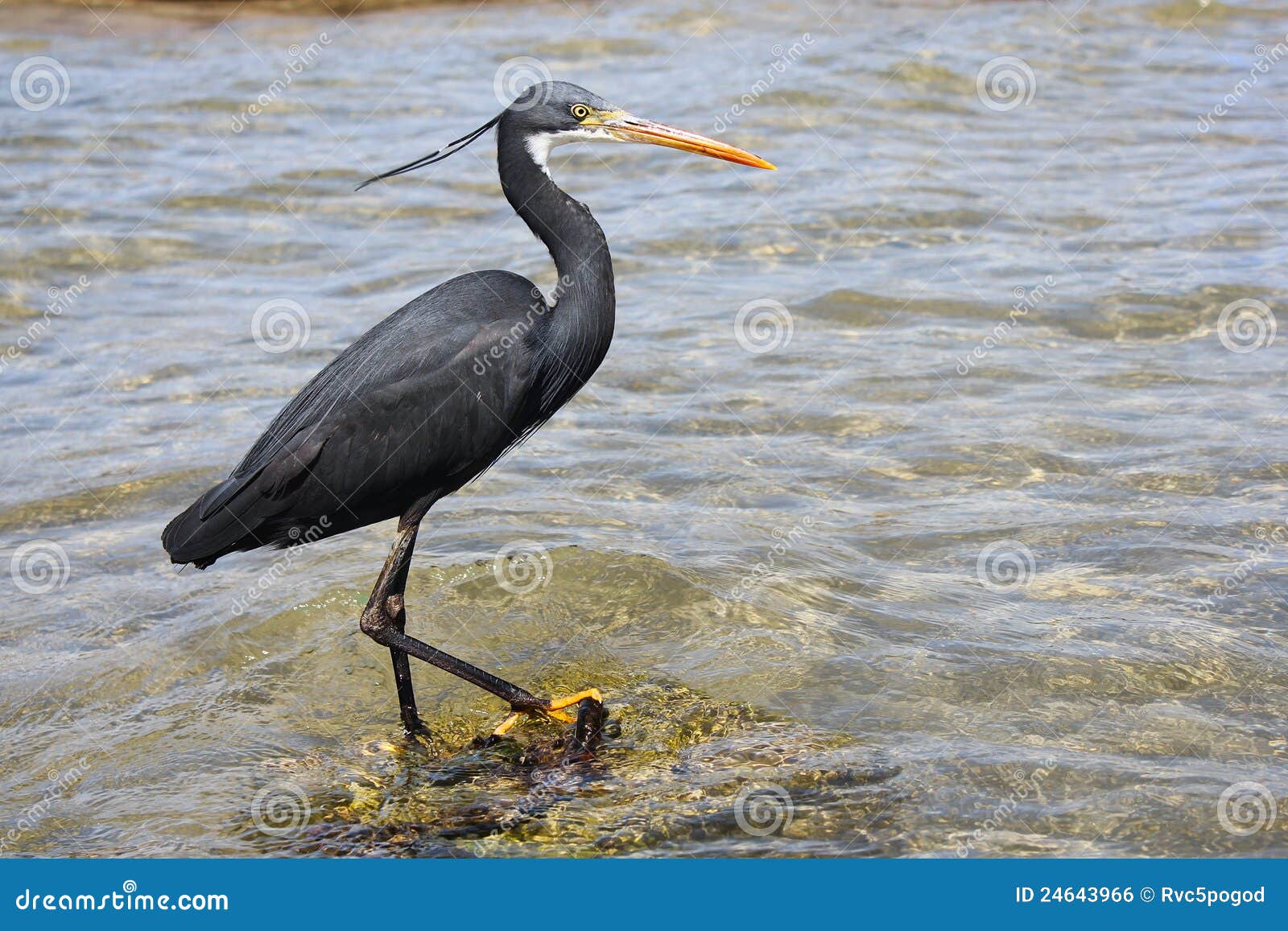 Little Blue Heron (Egretta Caerulea) Stock Photo - Image of naama ...