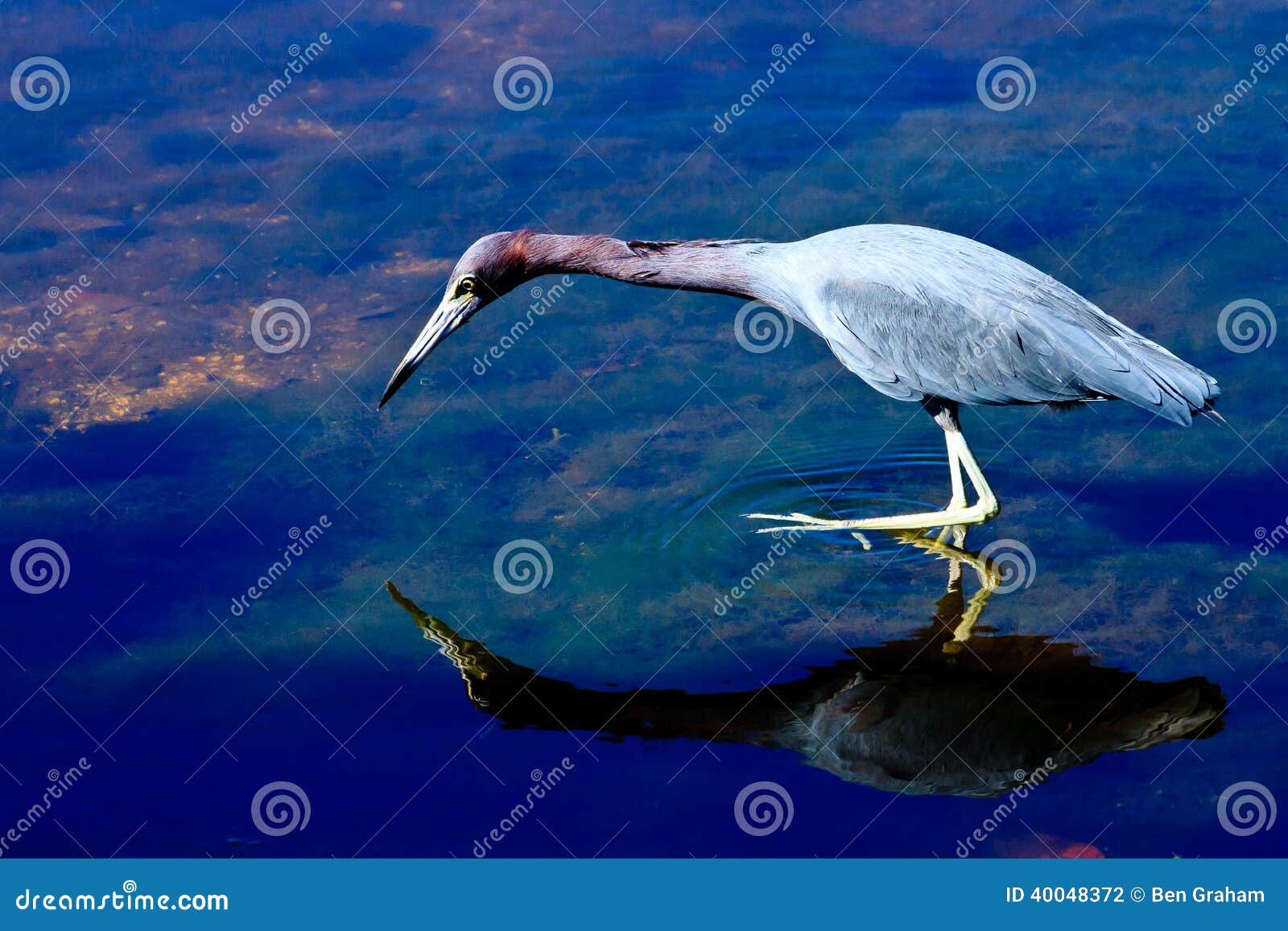 Little Blue Heron Fishing stock photo. Image of nature - 40048372
